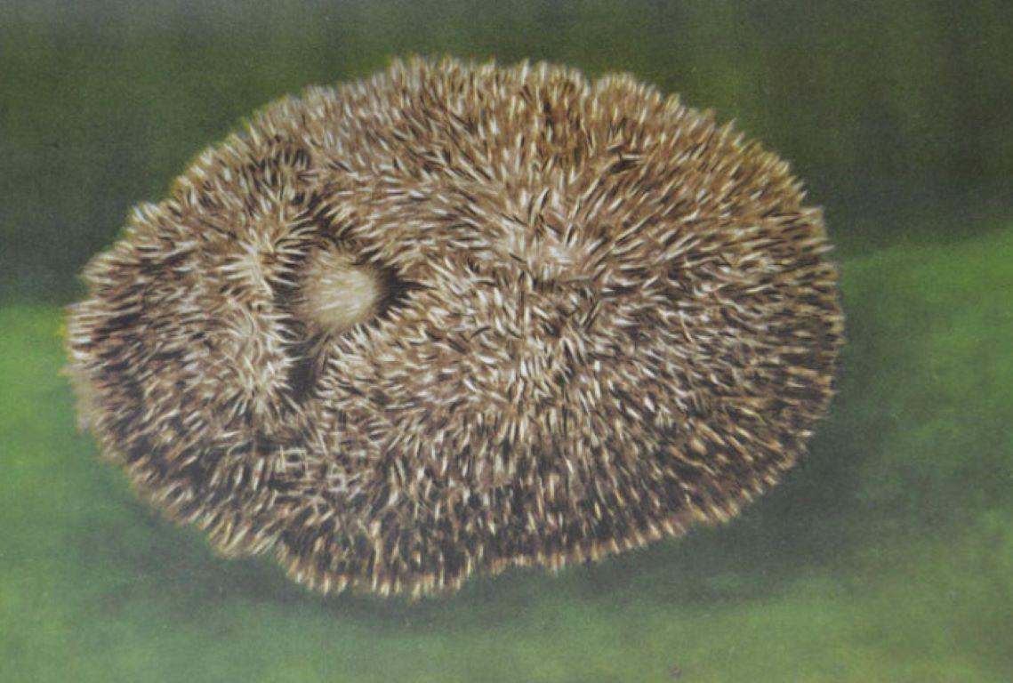 German 1960s Hedgehog Wall School Chart by Jung Koch Quentell For Sale