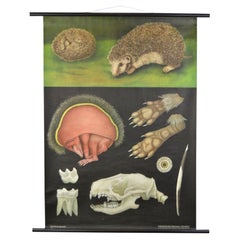 Quadro scolastico a muro del 1960 con riccio di Jung Koch Quentell
