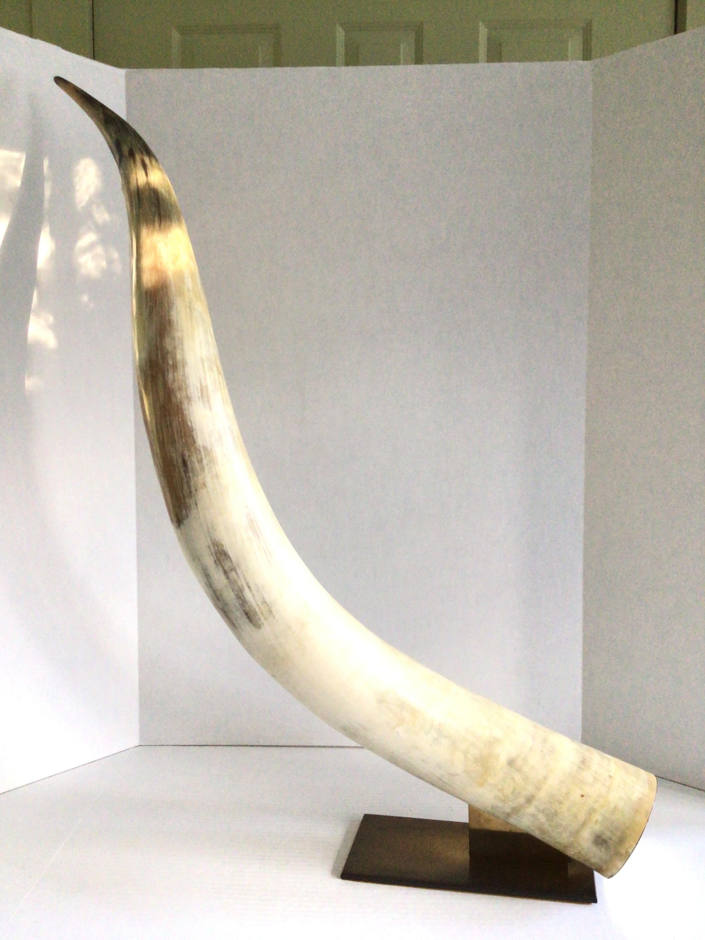 This 1960s Large Cattle Horn is beautifully mounted on a modern Solid Brass Base
Solid brass cap has been applied to the base of the horn

Exquisite in all detail, this specimen would fit perfectly in either modern or traditional interior spaces