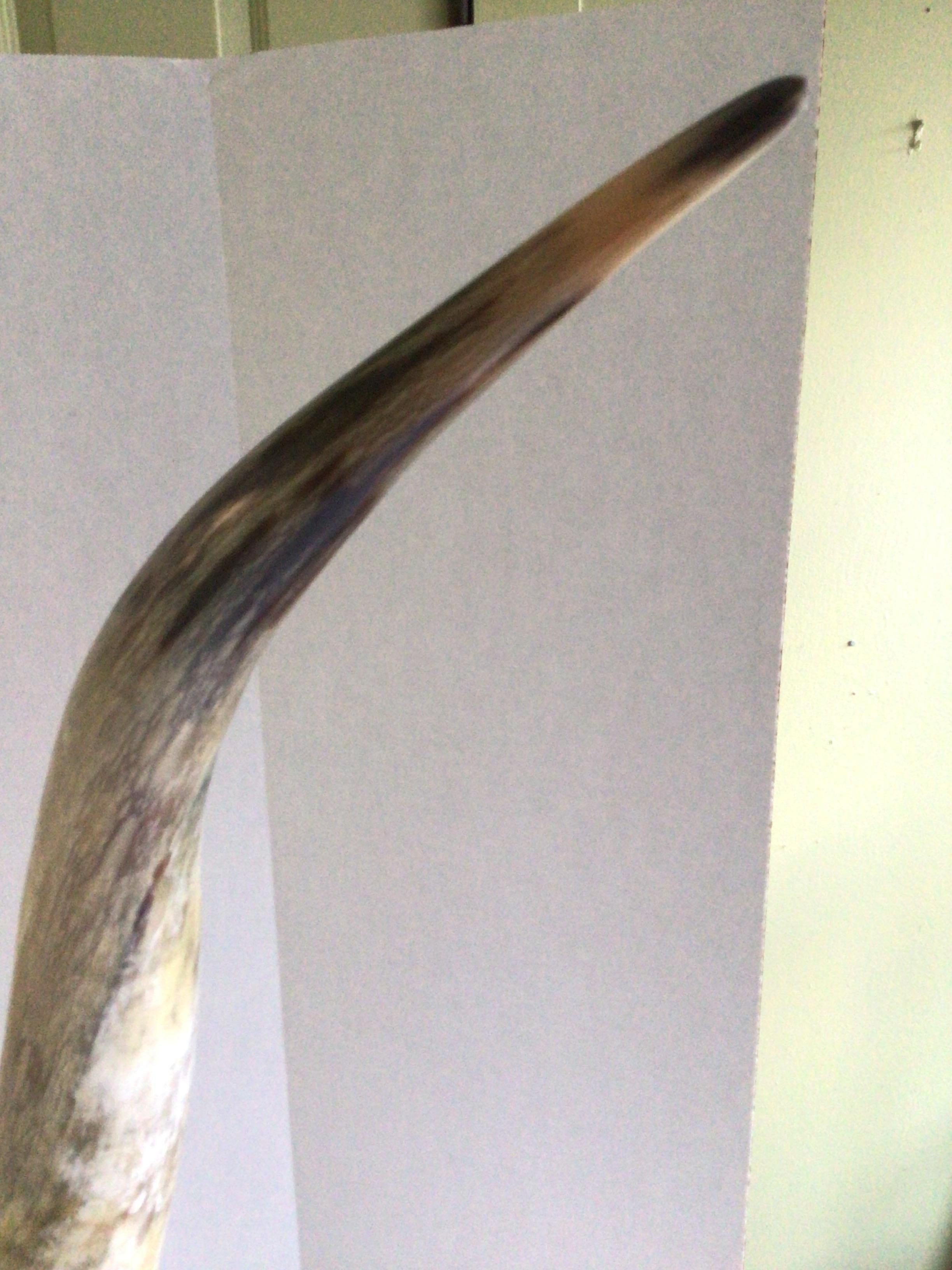 1960s Large Cattle Horn on Solid Brass Base For Sale 1
