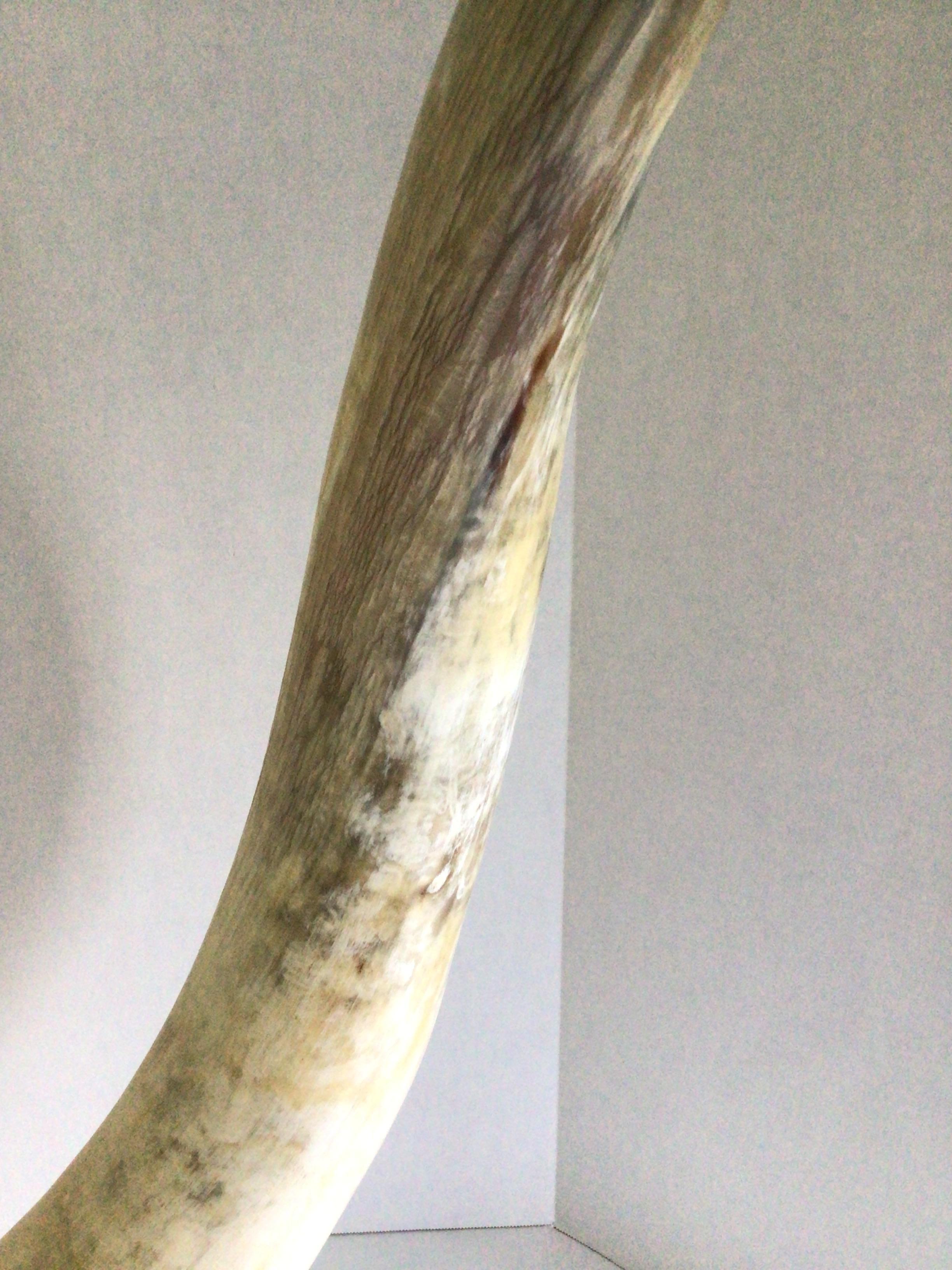 1960s Large Cattle Horn on Solid Brass Base For Sale 2