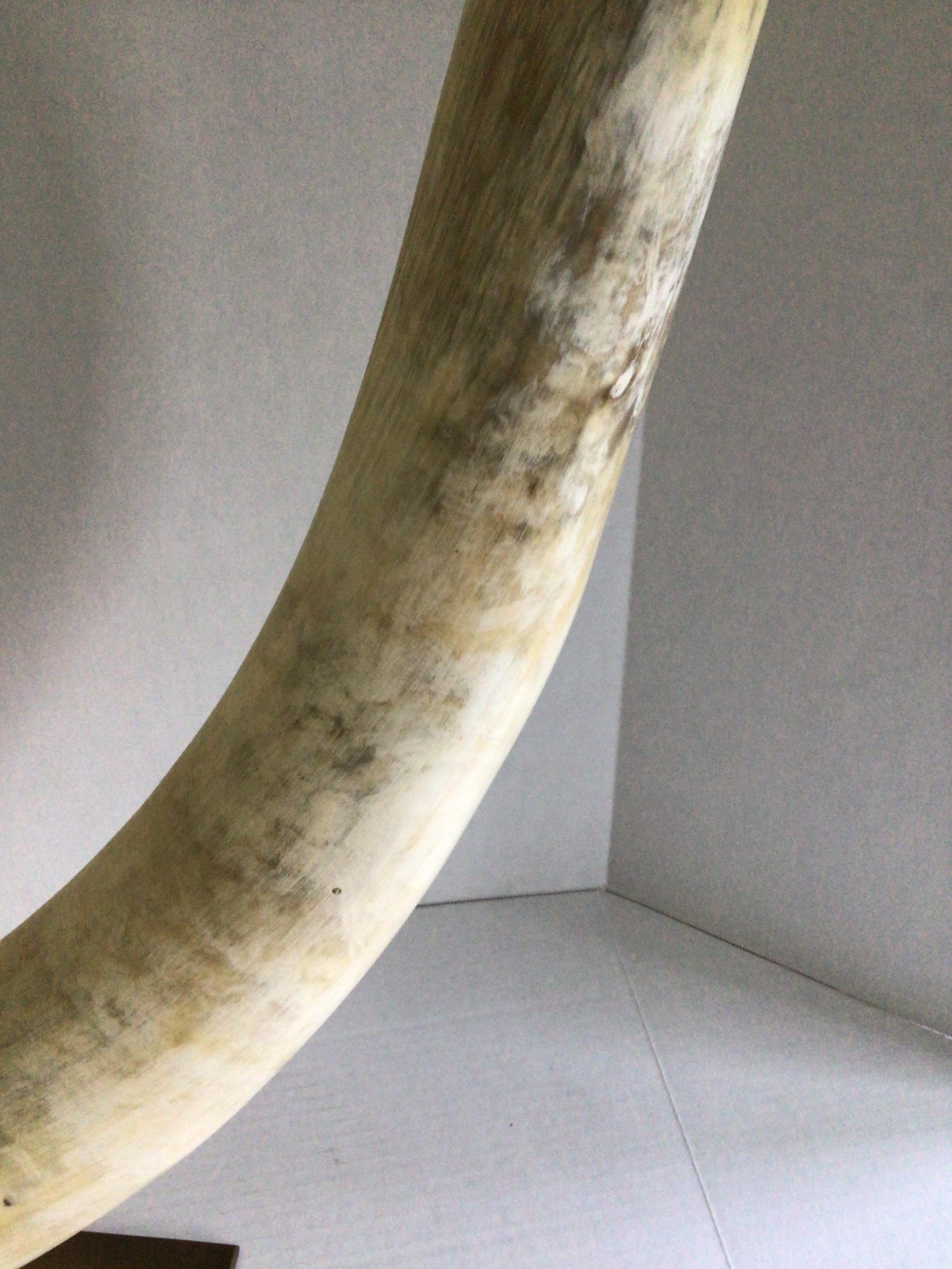1960s Large Cattle Horn on Solid Brass Base For Sale 3