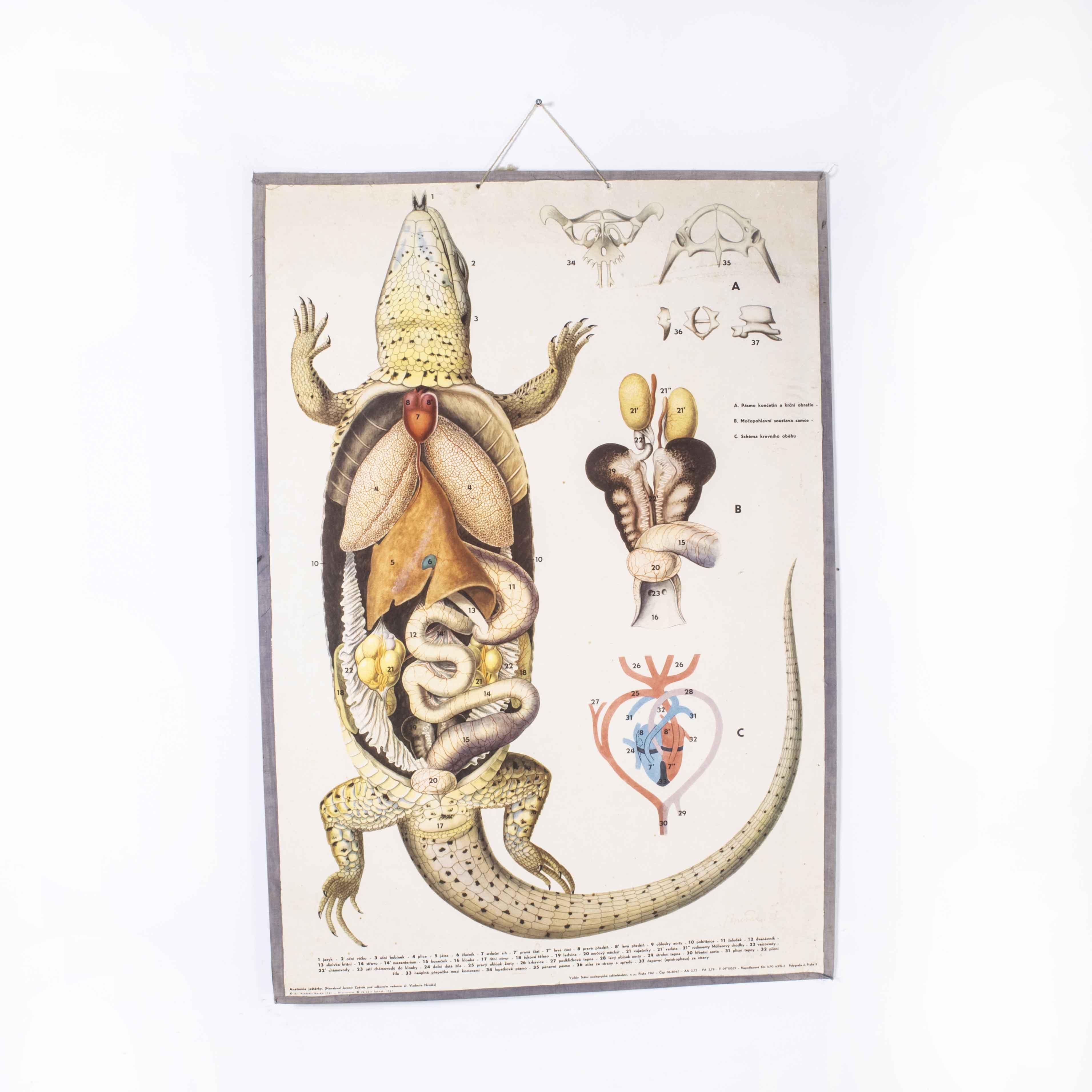 1960’s Lizard educational poster
1960’s Lizard educational poster. 20th Century Czechoslovakian educational chart. A rare and vintage wall chart from the Czech Republic illustrating the anatomy of a lizard. This rigid card backed poster is in