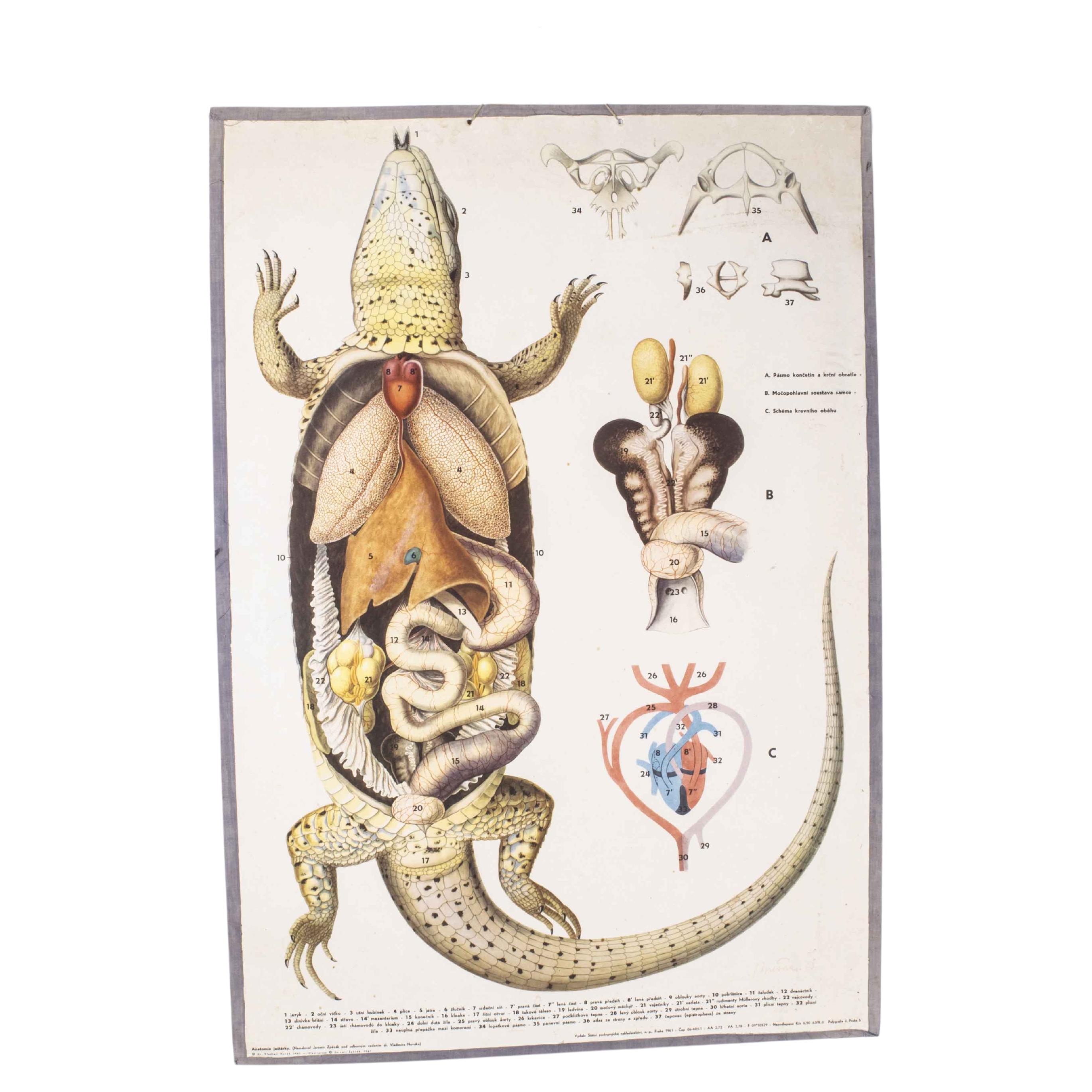 1960's Lizard Educational Poster For Sale
