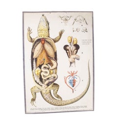 1960's Lizard Educational Poster
