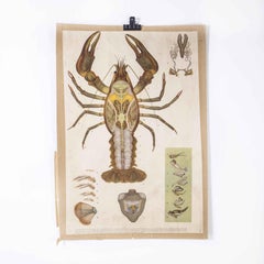 1960's Lobster Anatomy Educational Poster