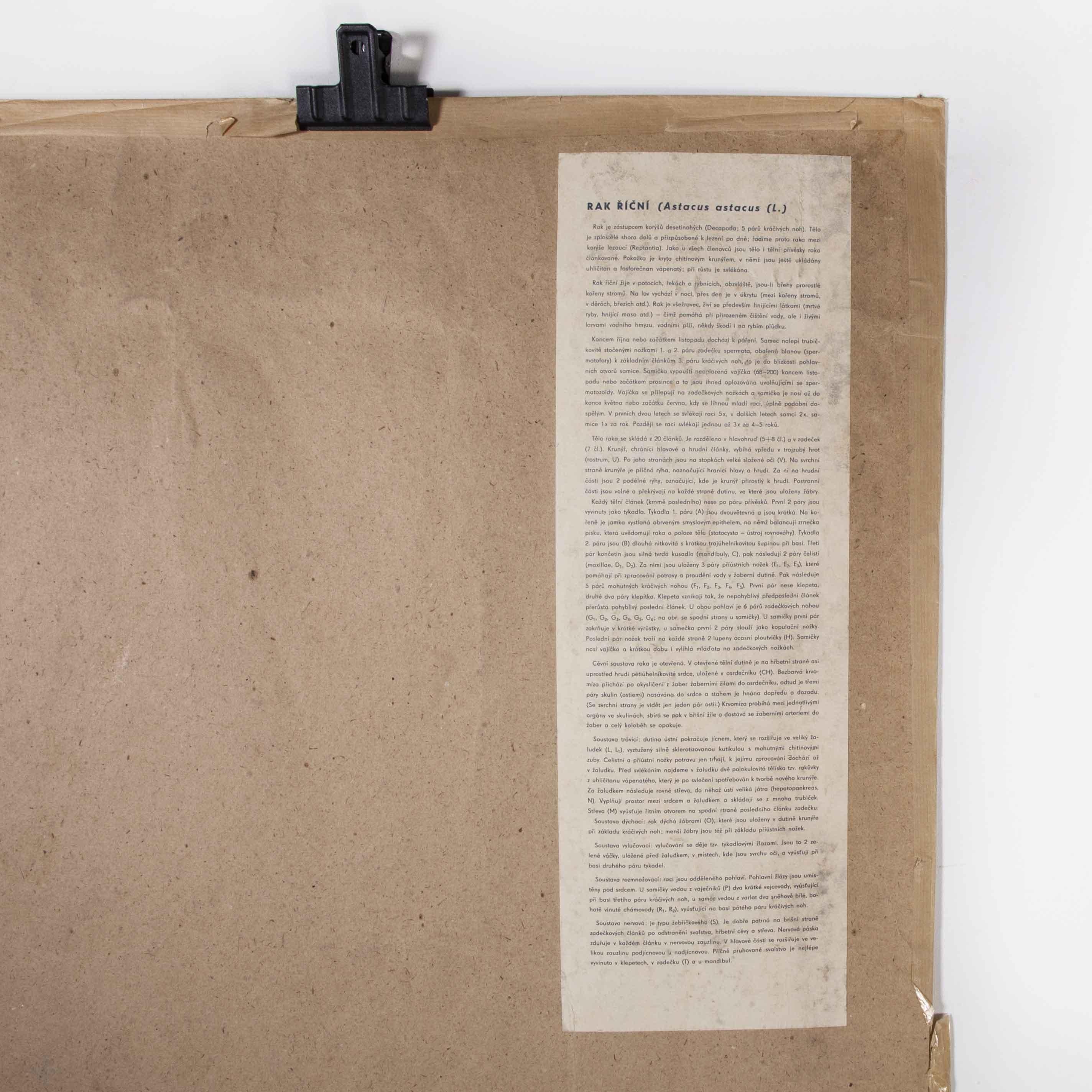Póster educativo de 1960 sobre la anatomía de la langosta Checo en venta