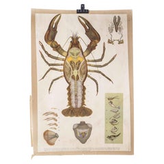 1960's Lobster Anatomy Educational Poster