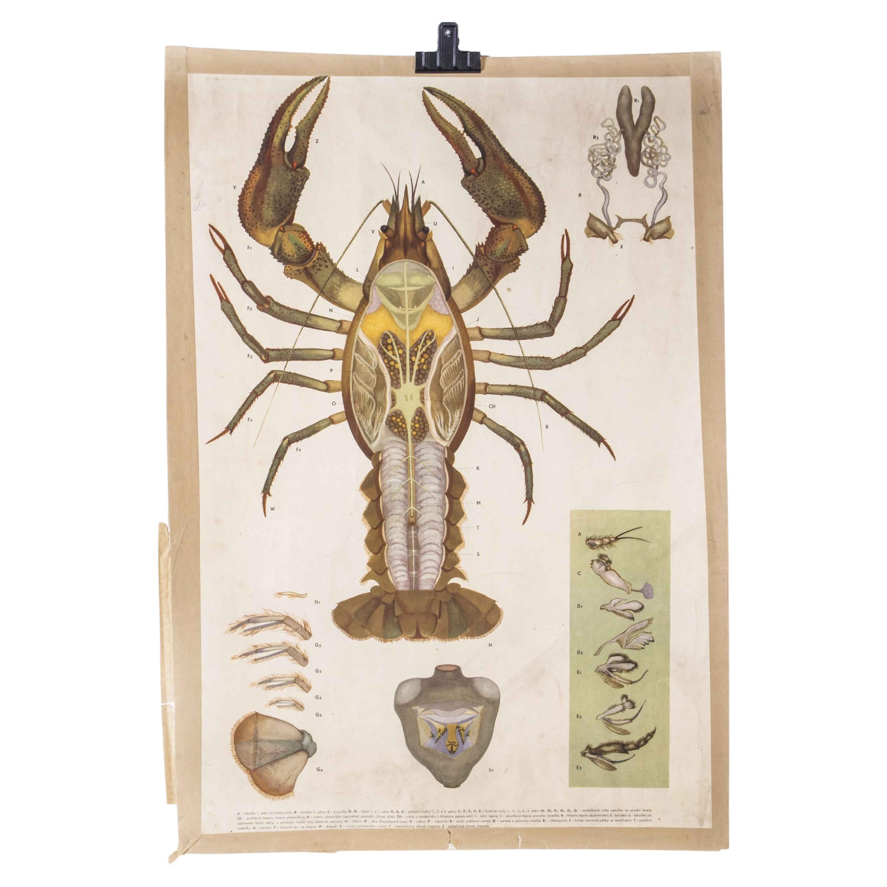 Affiche d'enseignement de l'anatomie du homard des années 1960
