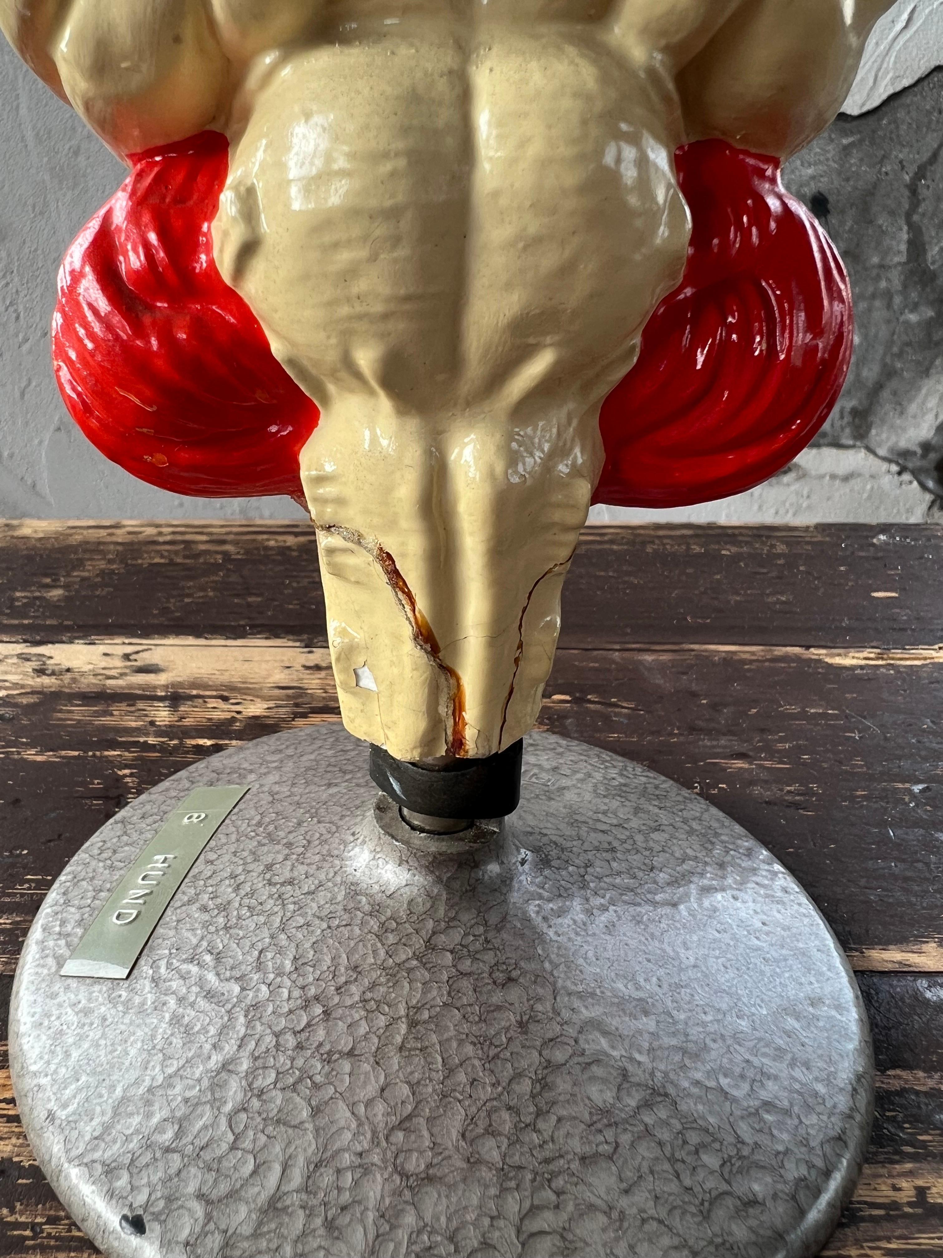 Rare old anatomical plaster model of the dog's brain. Beautiful details on a plastic/bakelite base. Worn (small cracks, base repare) but still in good condition as shown in the images. Numbered with German name indication. Probably 1960's

The model