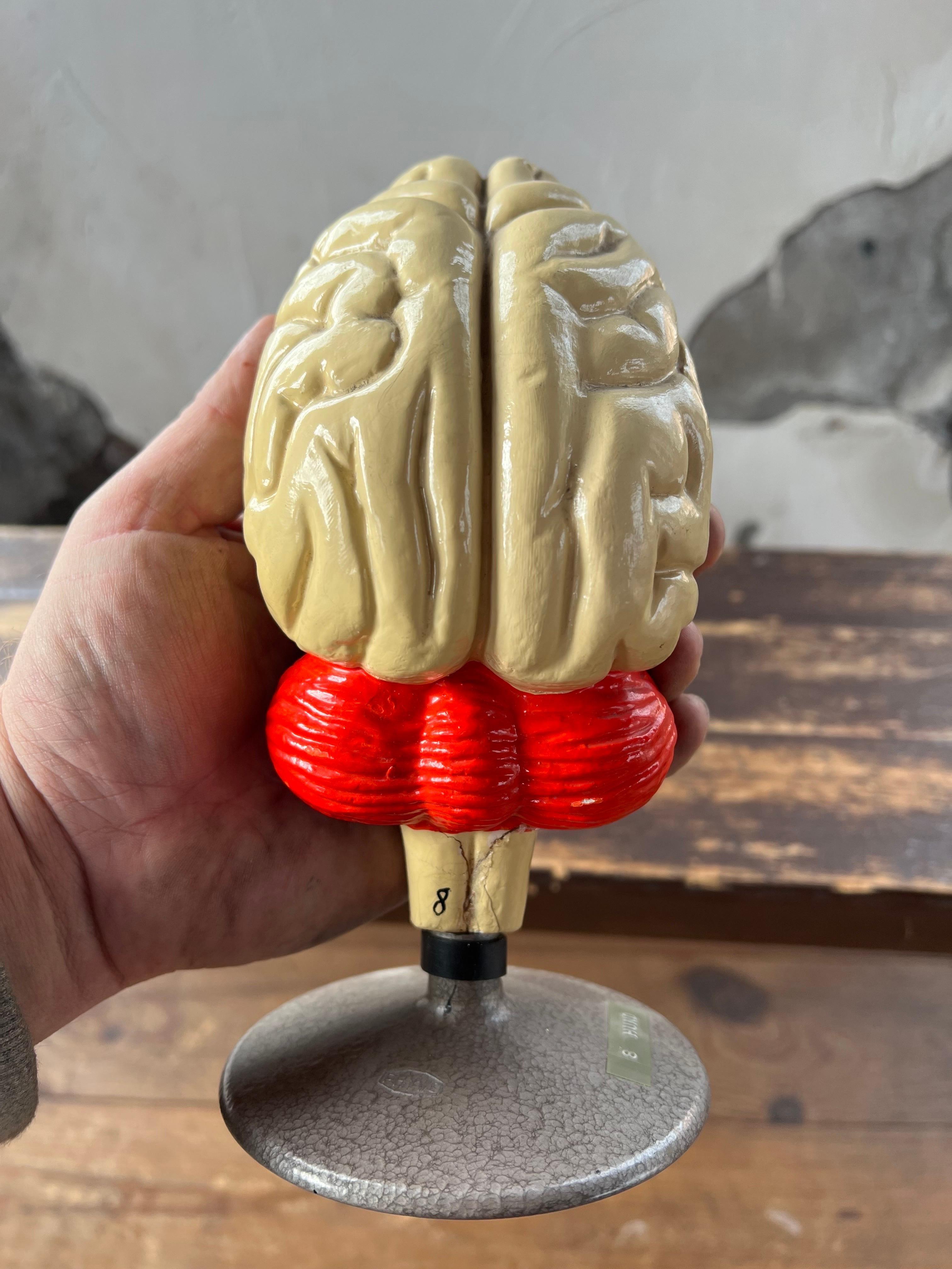 1960’s plaster anatomical model of dogs brain, Phywe Germany For Sale 1