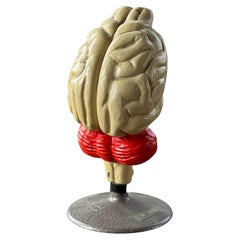 1960’s plaster anatomical model of dogs brain, Phywe Germany