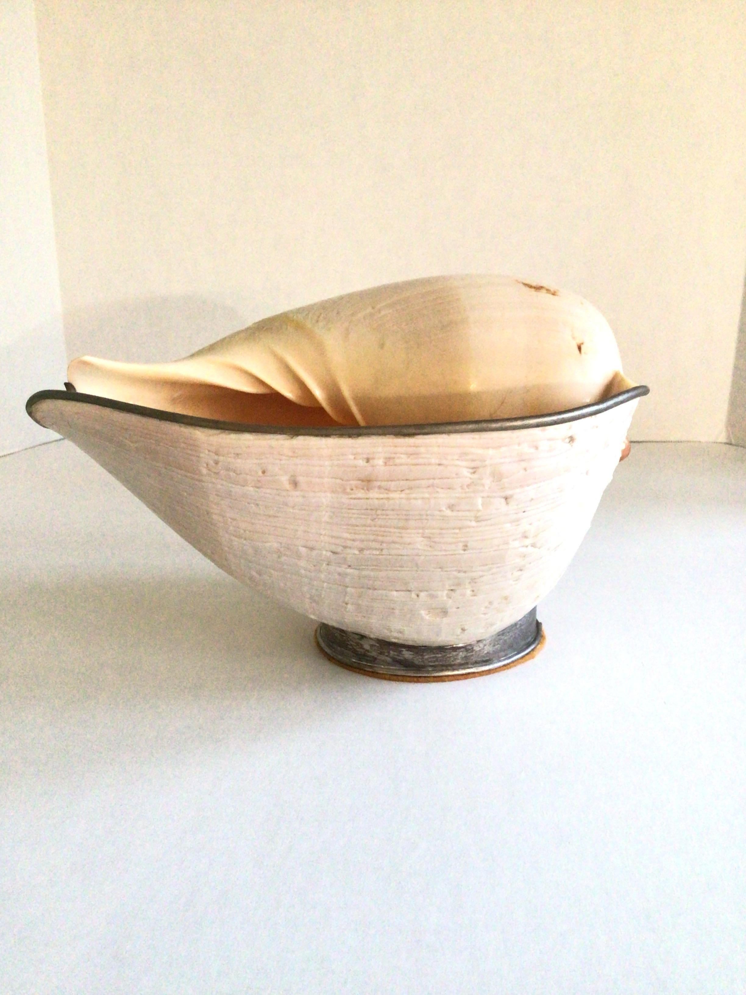 Metà XX secolo Scultura di conchiglia del 1960 su supporto in vendita