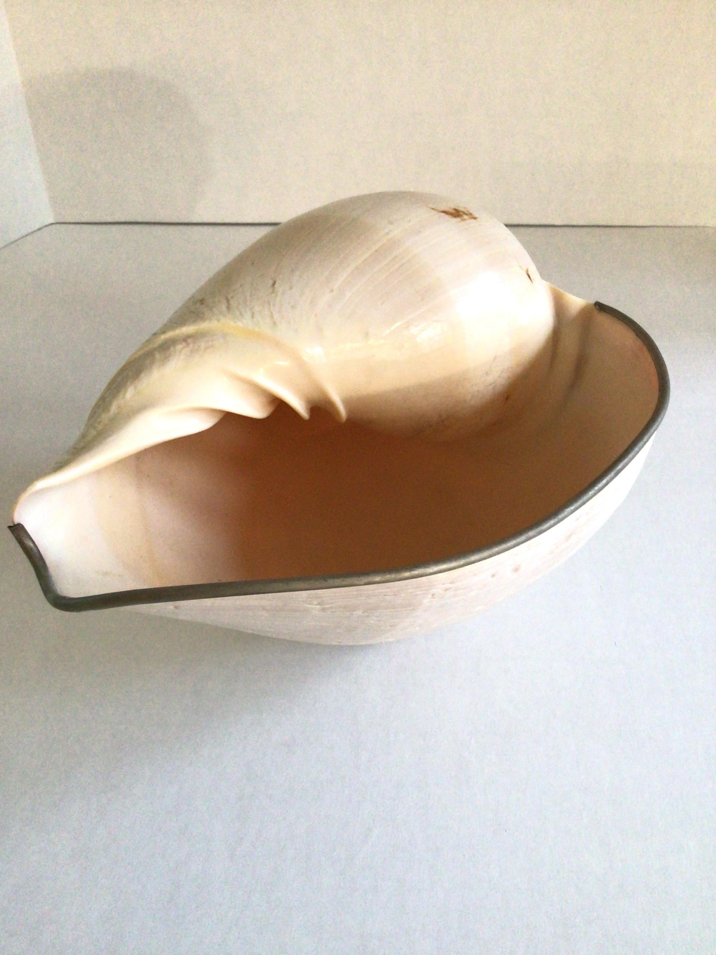 Scultura di conchiglia del 1960 su supporto in vendita 1