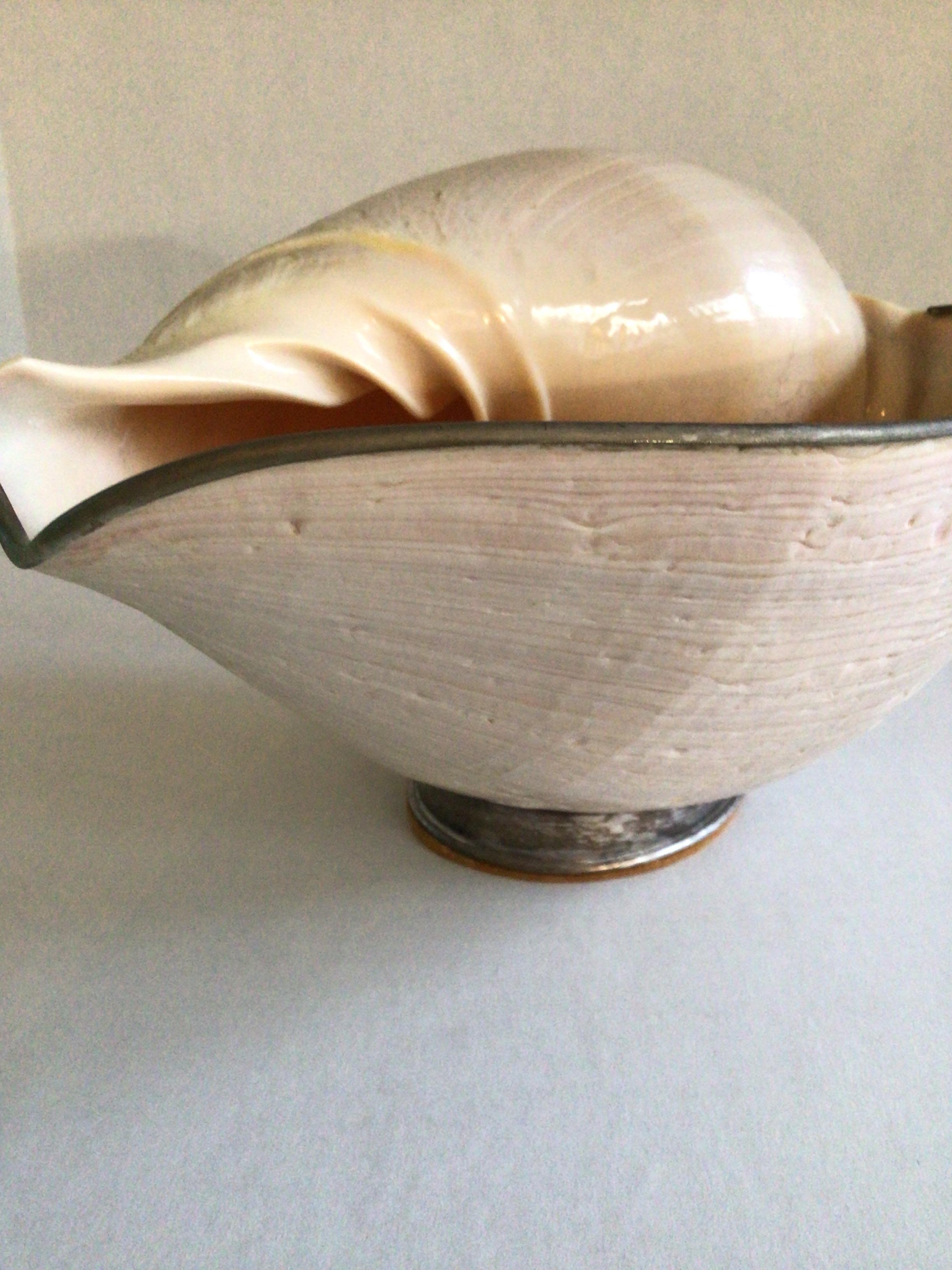 Scultura di conchiglia del 1960 su supporto in vendita 2