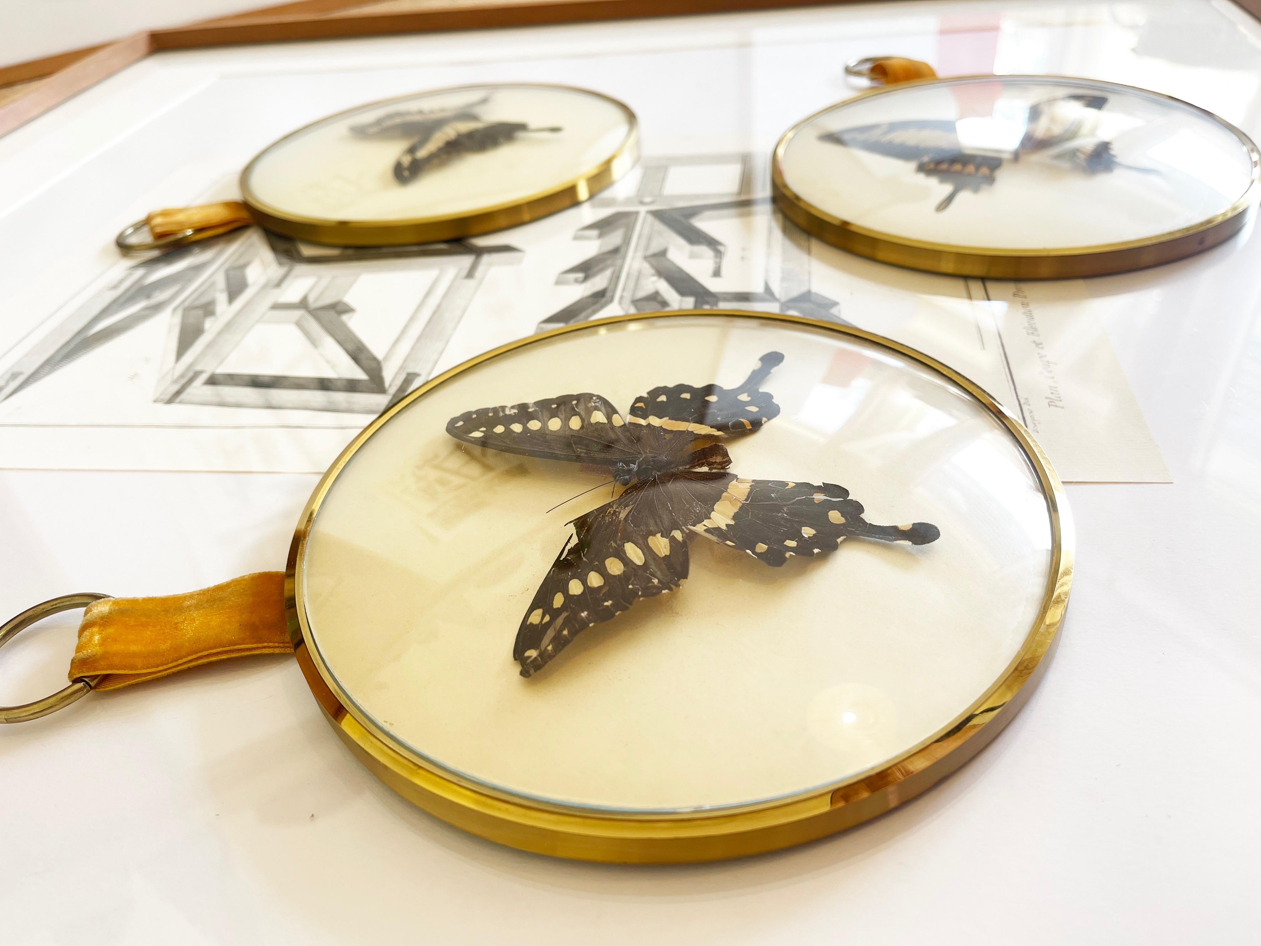 Mid-Century Modern 1960s, Set of 3 Round Domed Glass Frames, Exotic Butterflies Taxidermi, Germany For Sale