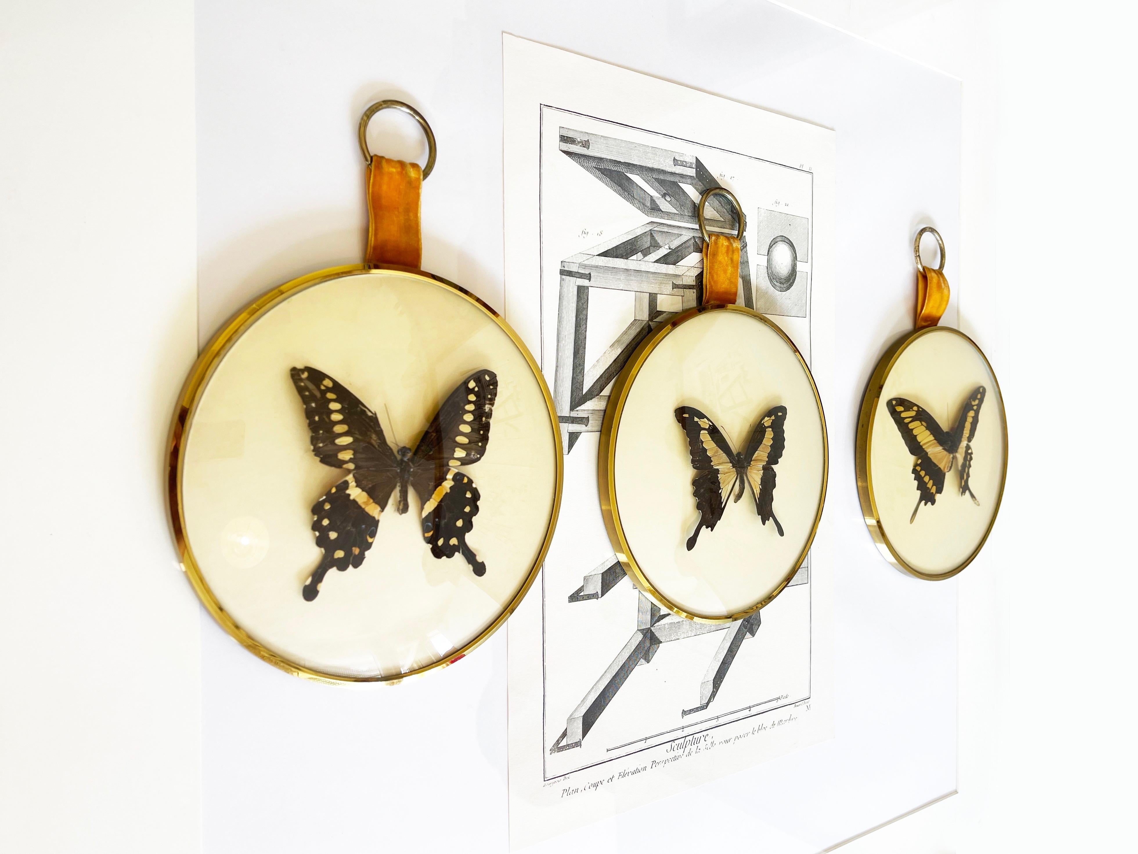 Hand-Crafted 1960s, Set of 3 Round Domed Glass Frames, Exotic Butterflies Taxidermi, Germany For Sale