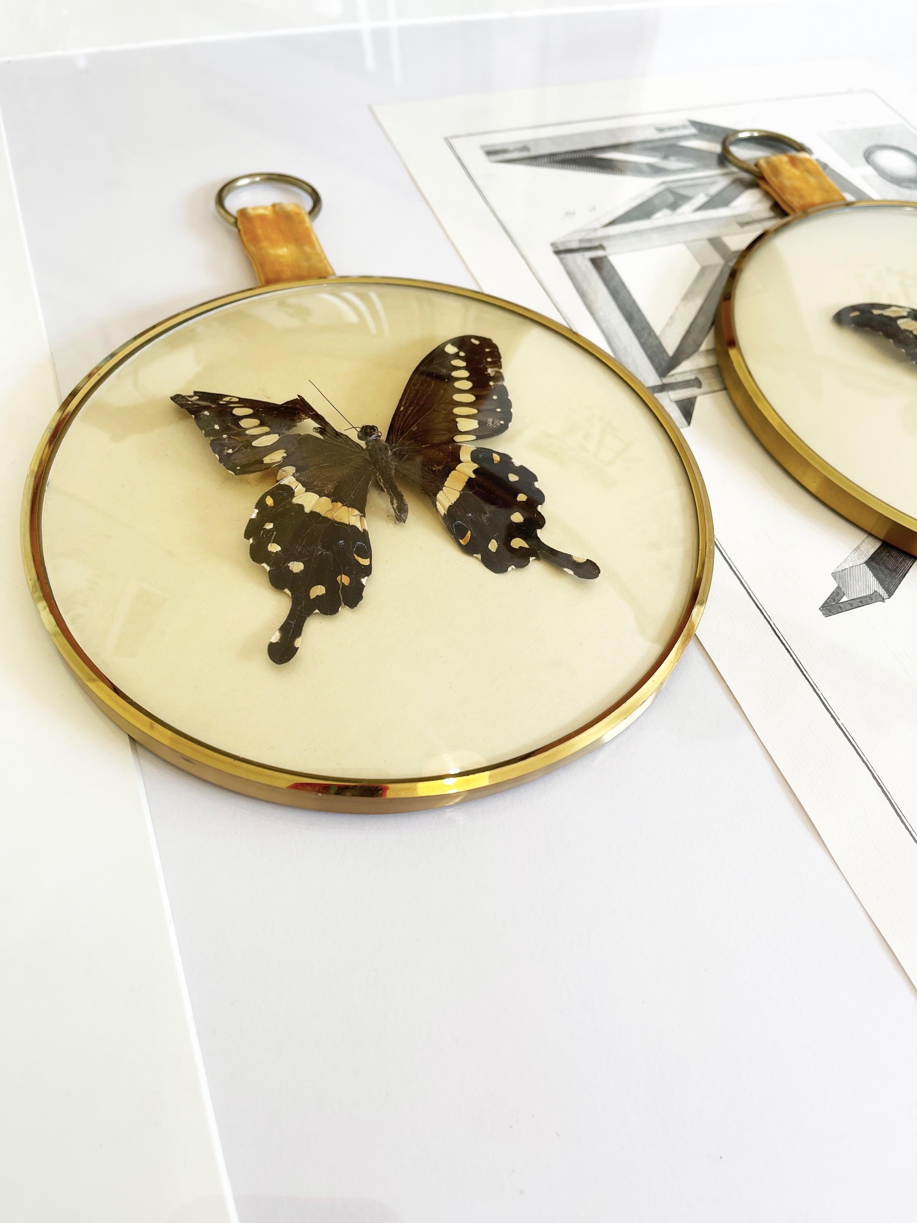 20th Century 1960s, Set of 3 Round Domed Glass Frames, Exotic Butterflies Taxidermi, Germany For Sale