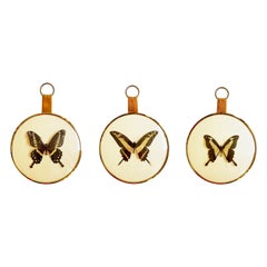 Anni '60, Set di 3 cornici rotonde in vetro bombato, farfalle esotiche Taxidermi, Germania