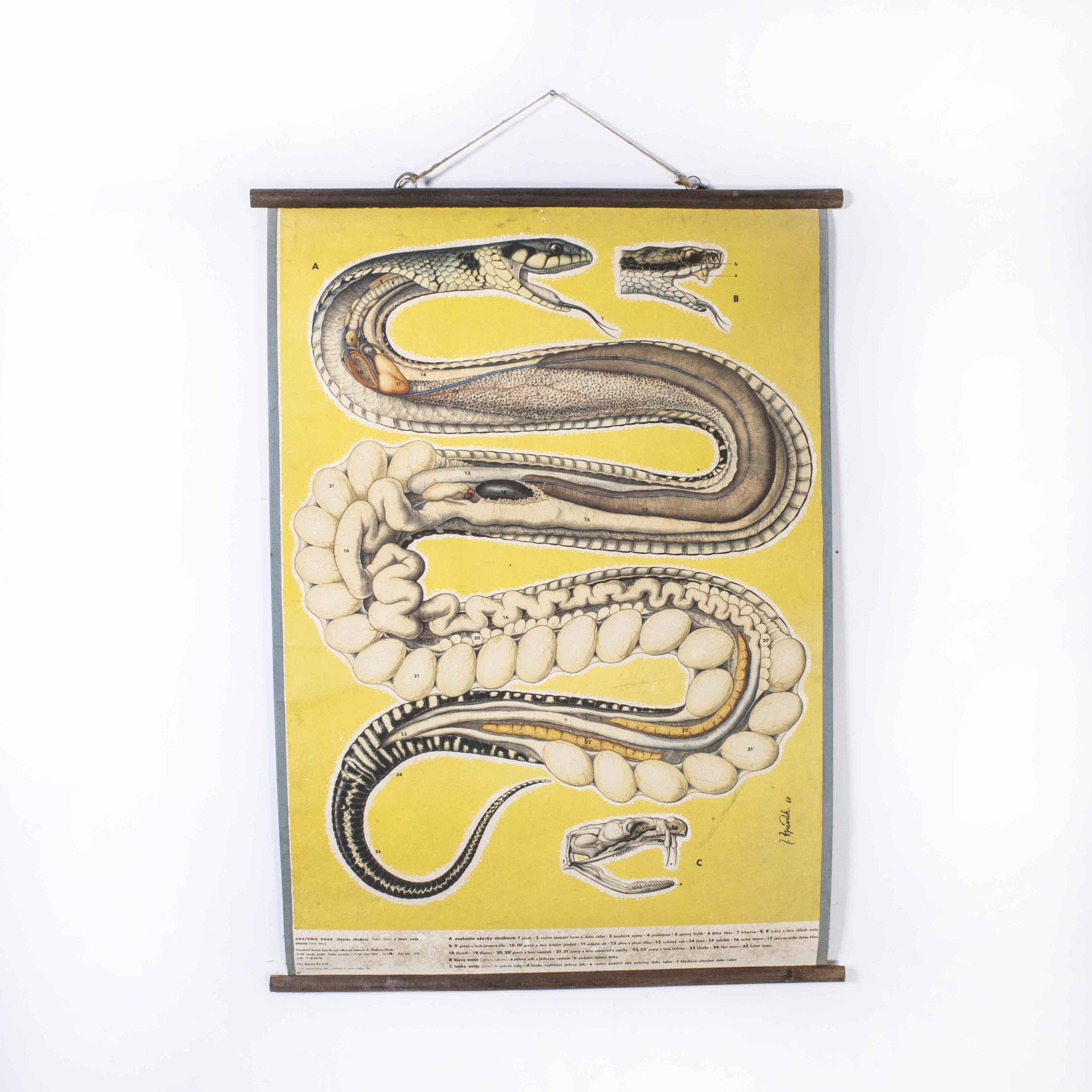 1960’s Snake Educational Poster
1960’s Snake Educational Poster. 20th century Czechoslovakian educational chart. A rare and vintage wall chart from the Czech Republic illustrating the anatomy of a snake. This rigid card backed poster is fixed on