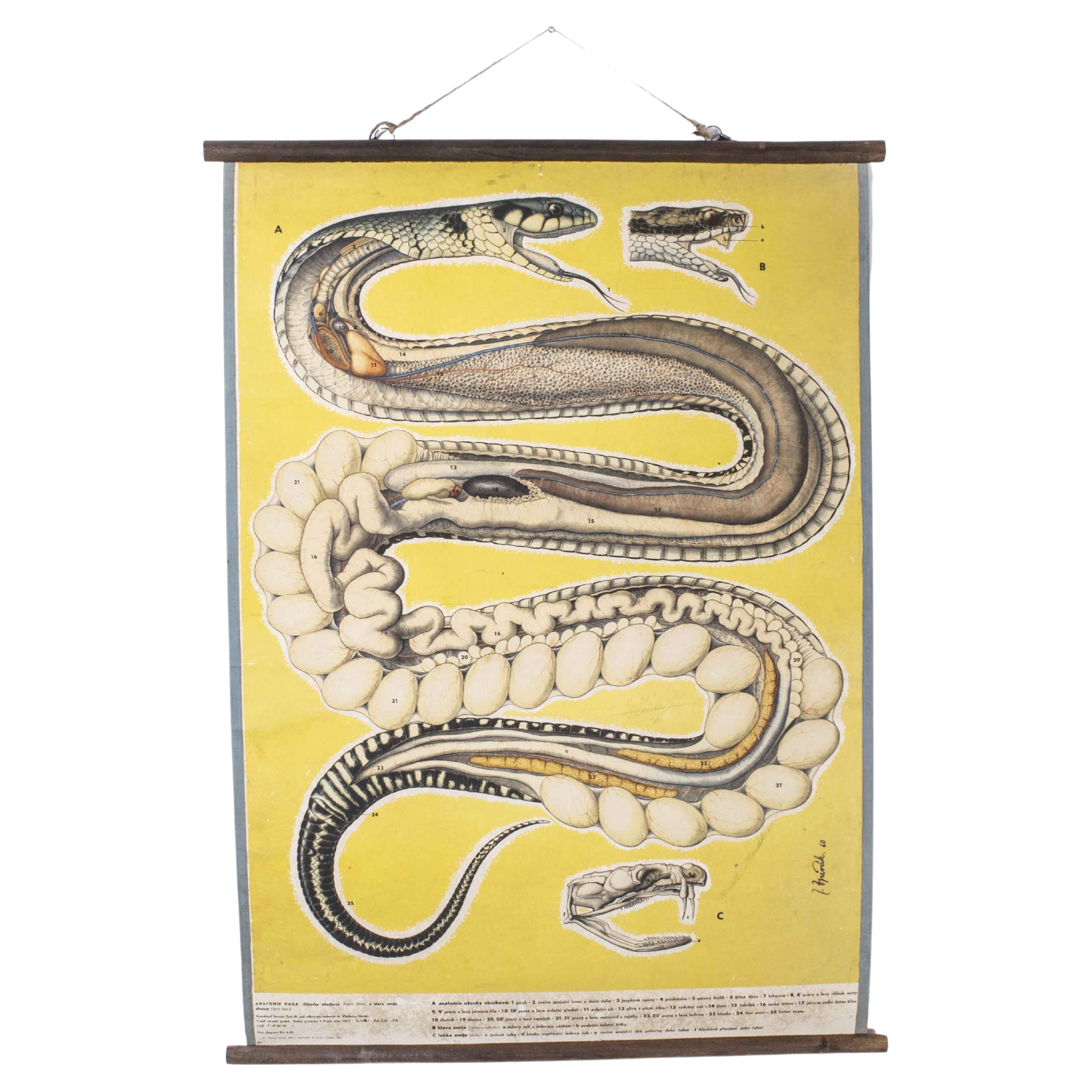 1960's Snake Educational Poster For Sale