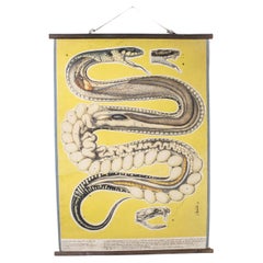 Affiche éducative sur les serpents des années 1960