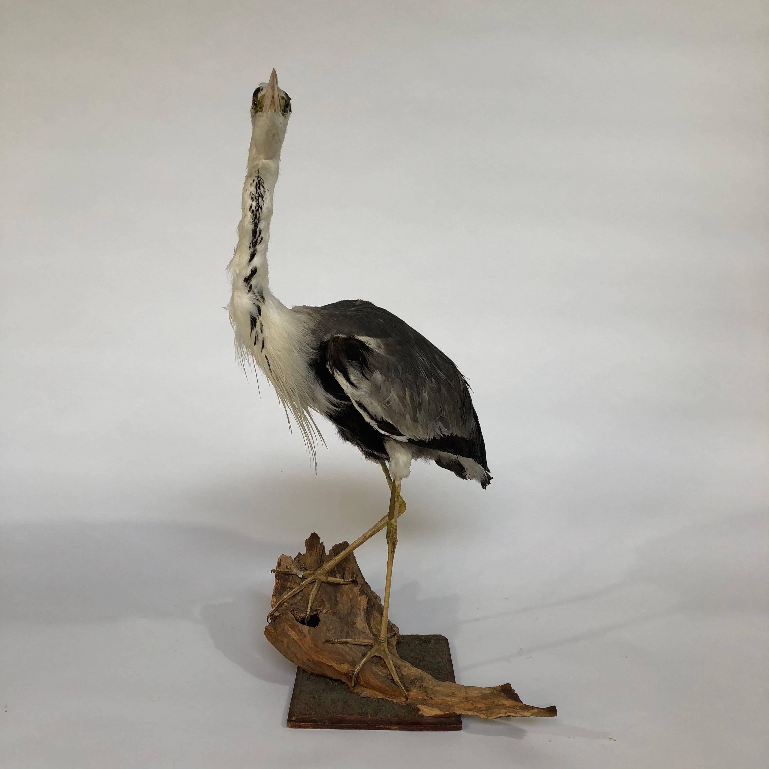 Beautiful taxidermy Heron from a biology classroom.
Good vintage condition see pictures for details.