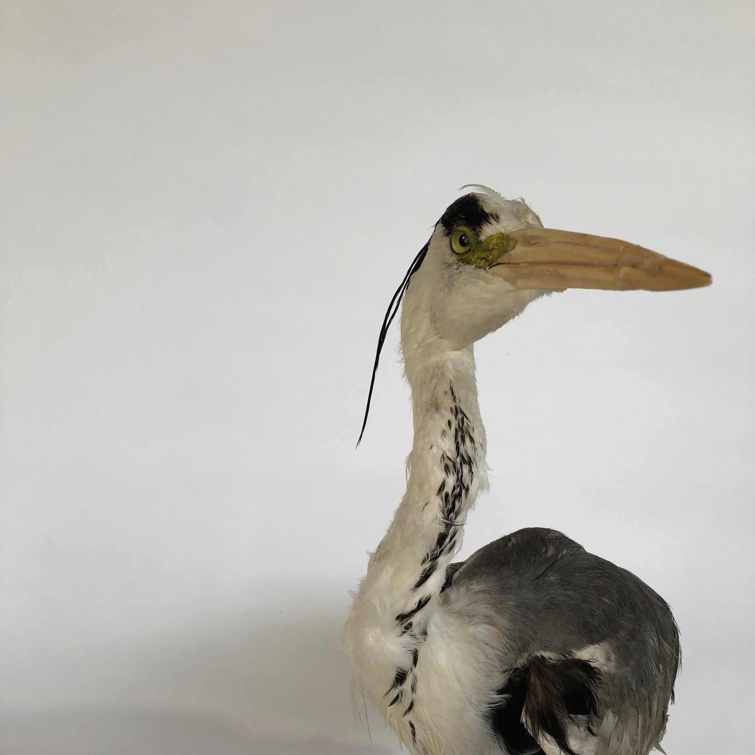 taxidermy heron for sale