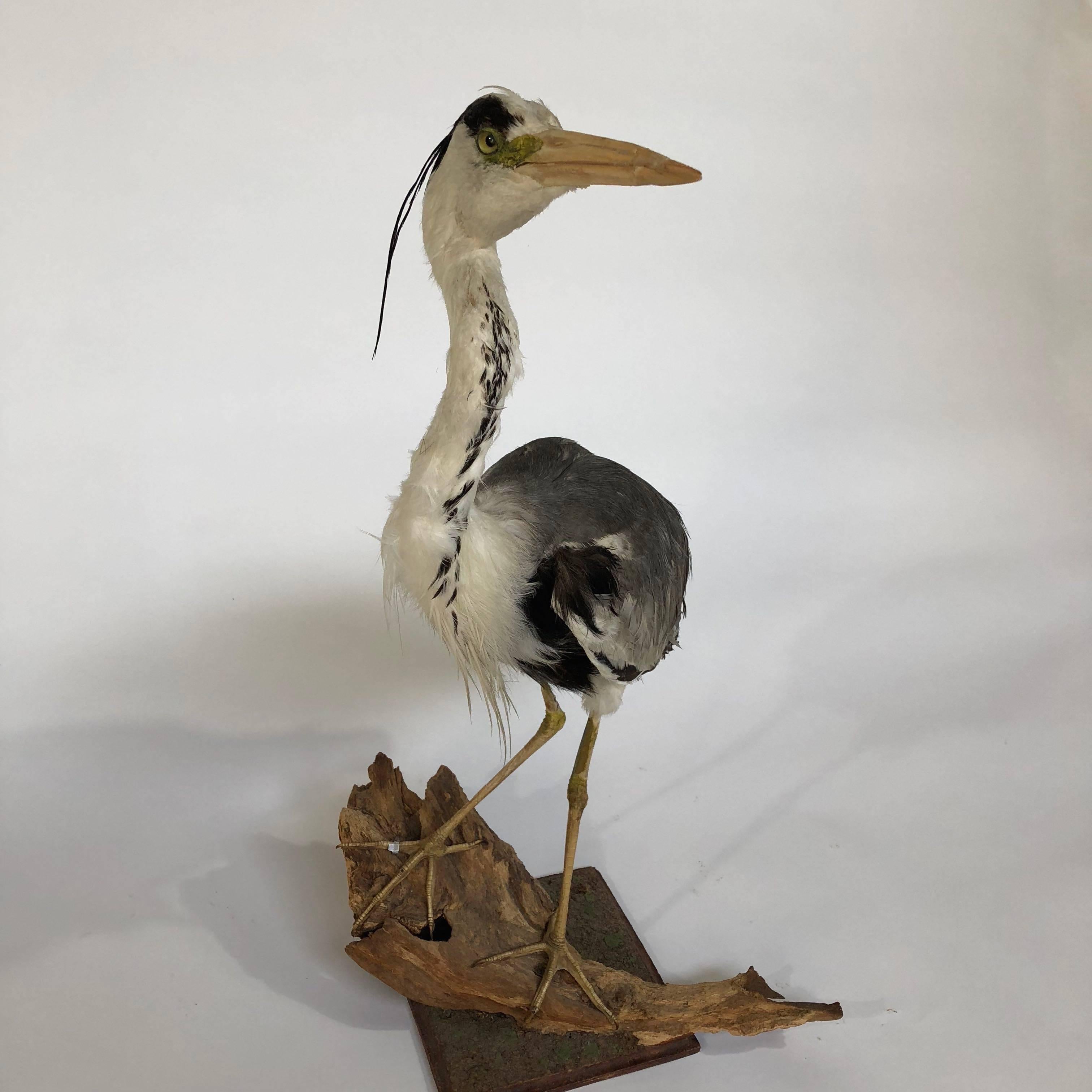 1960s Taxidermy Heron In Good Condition In Achterveld, NL