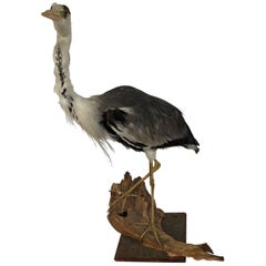 1960s Taxidermy Heron