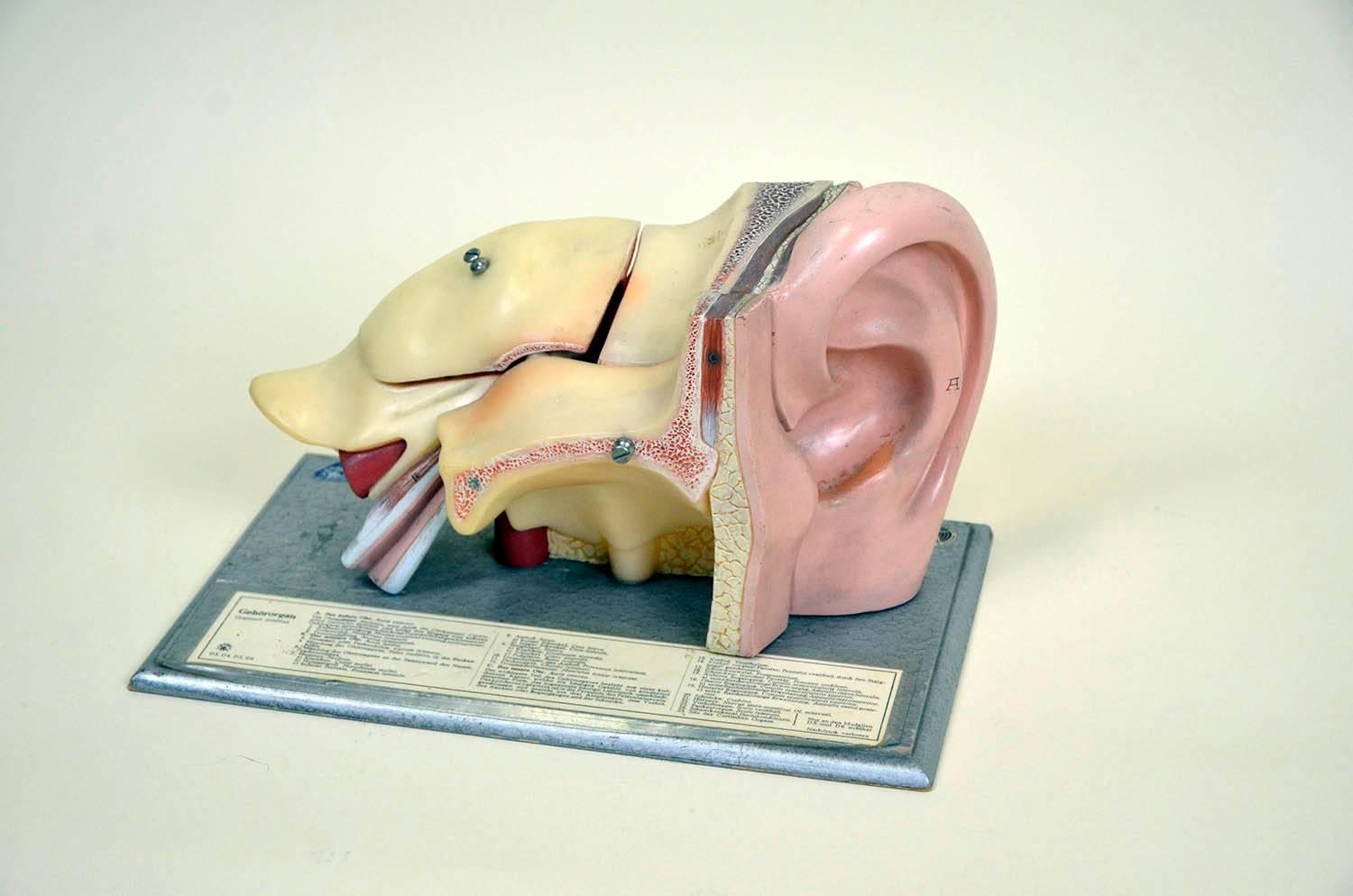 1960s Vintage Anatomical Ear Model in Plastic and Wood from Germany by Somso For Sale 3