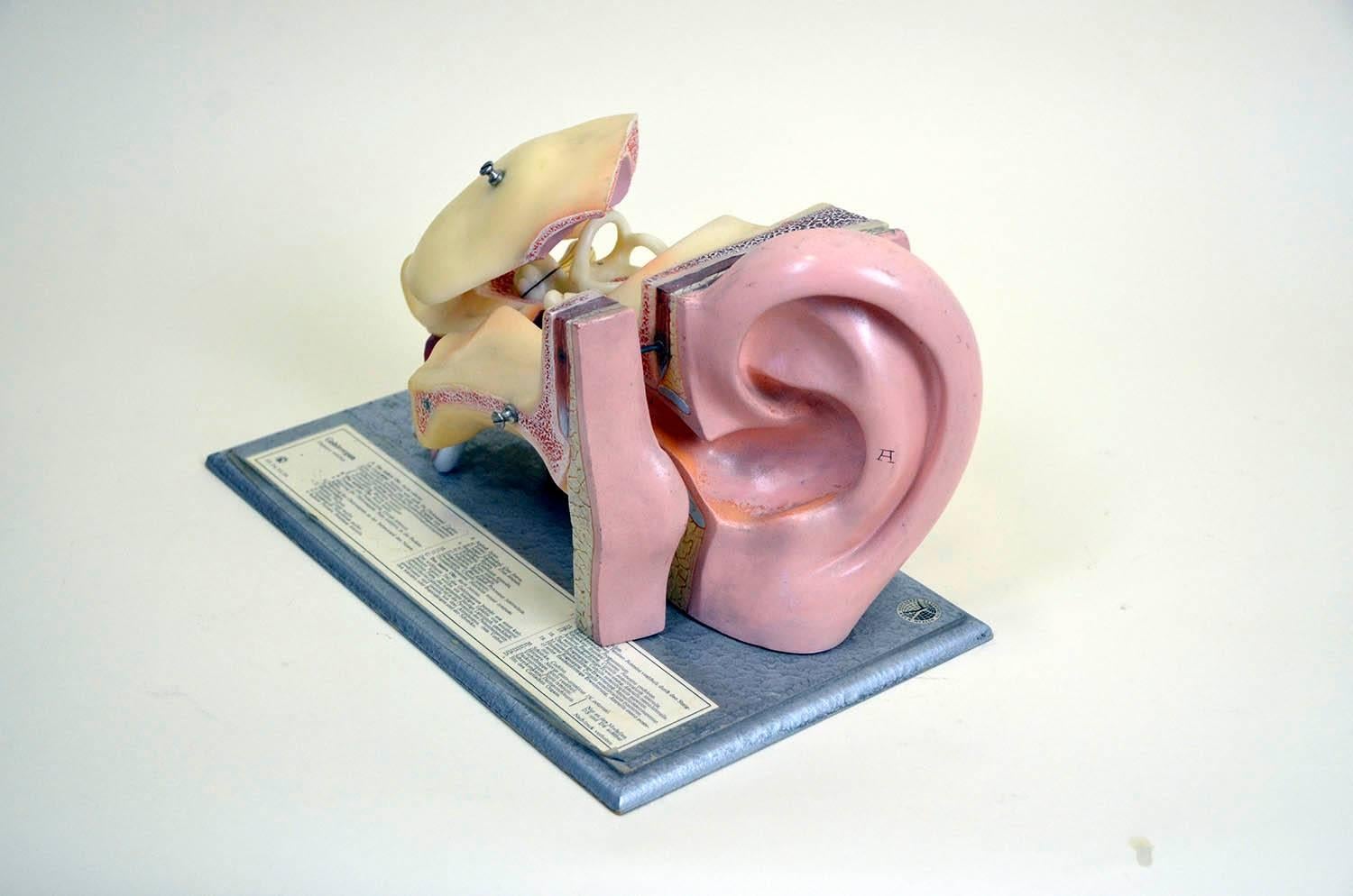 1960s Vintage Anatomical Ear Model in Plastic and Wood from Germany by Somso For Sale 4
