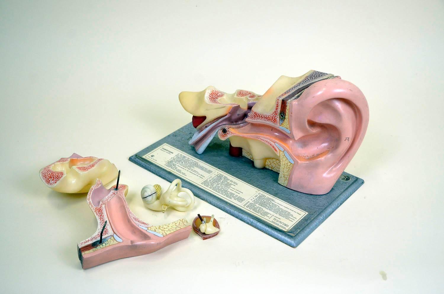 1960s Vintage Anatomical Ear Model in Plastic and Wood from Germany by Somso For Sale 5