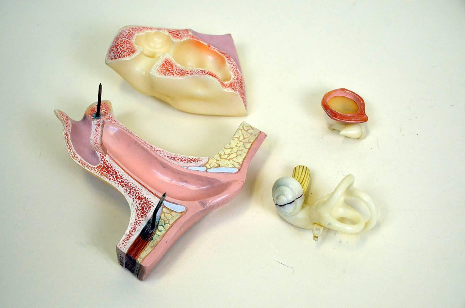 1960s Vintage Anatomical Ear Model in Plastic and Wood from Germany by Somso For Sale 6