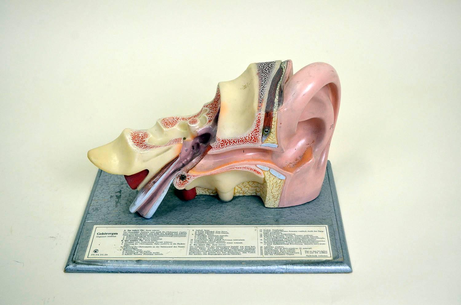 1960s Vintage Anatomical Ear Model in Plastic and Wood from Germany by Somso For Sale 7