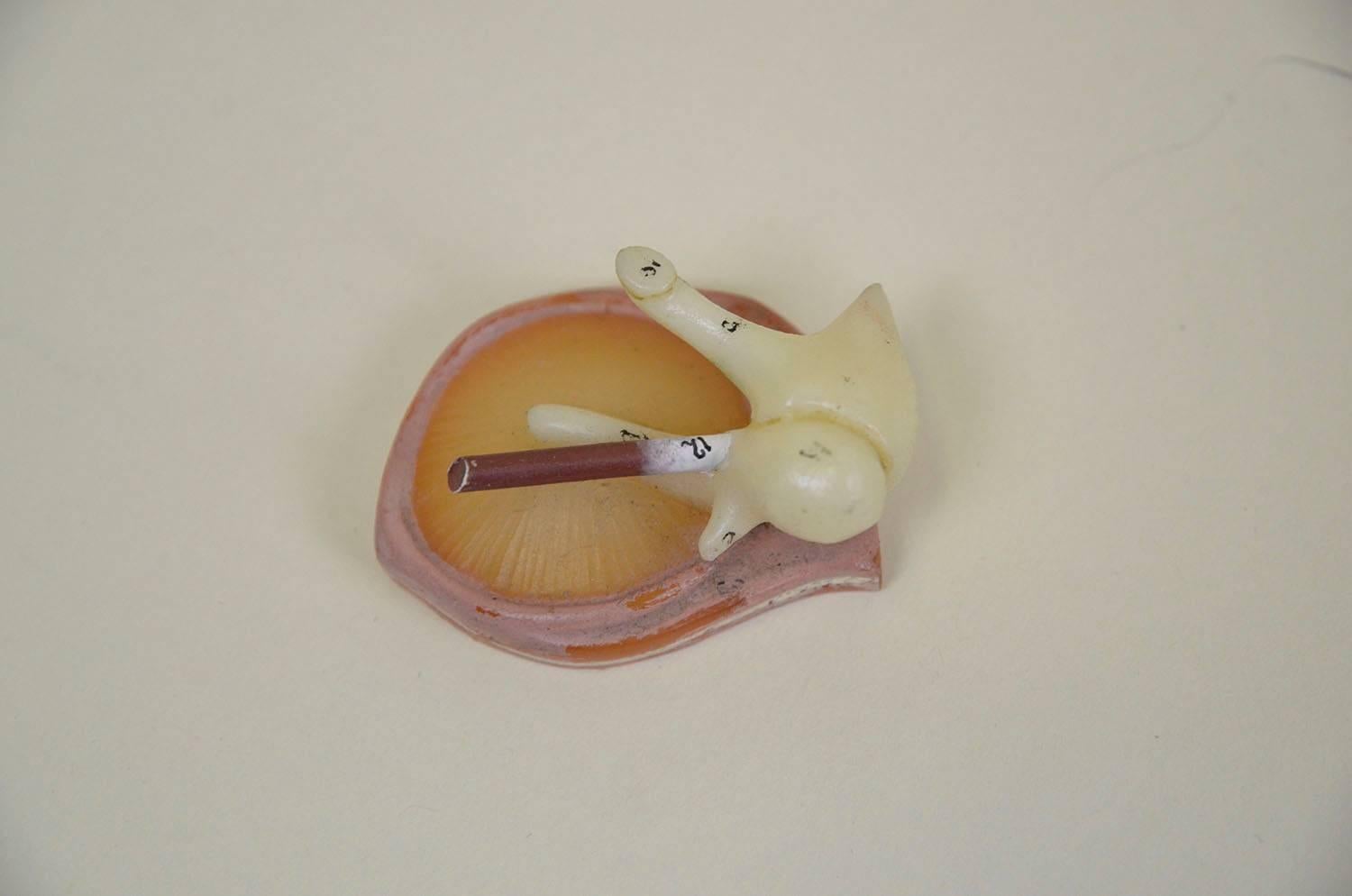 1960s Vintage Anatomical Ear Model in Plastic and Wood from Germany by Somso For Sale 9