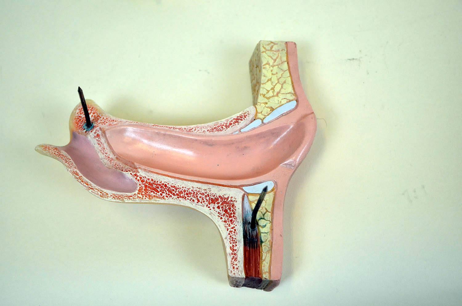 1960s Vintage Anatomical Ear Model in Plastic and Wood from Germany by Somso For Sale 10