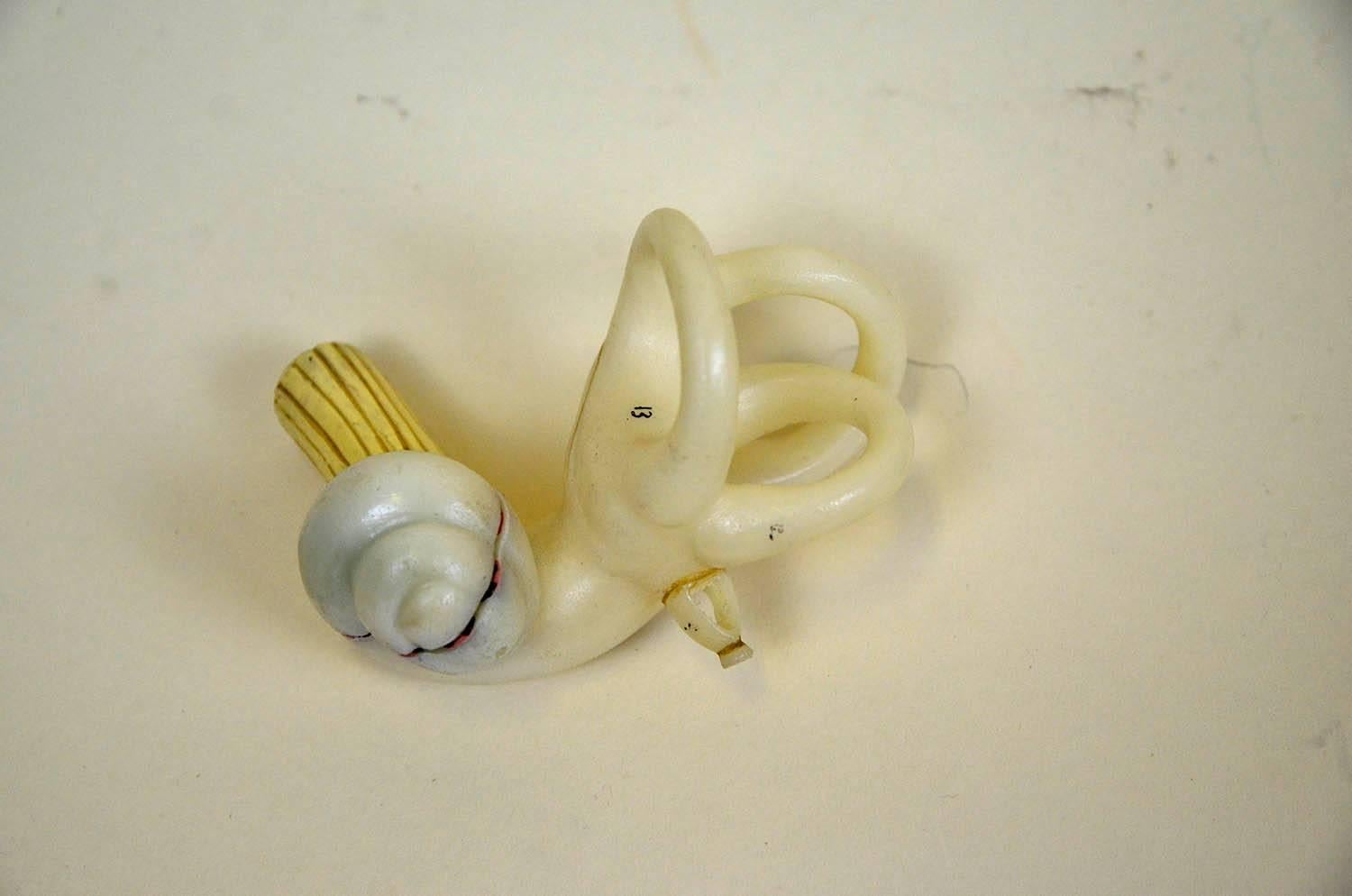 1960s Vintage Anatomical Ear Model in Plastic and Wood from Germany by Somso For Sale 11
