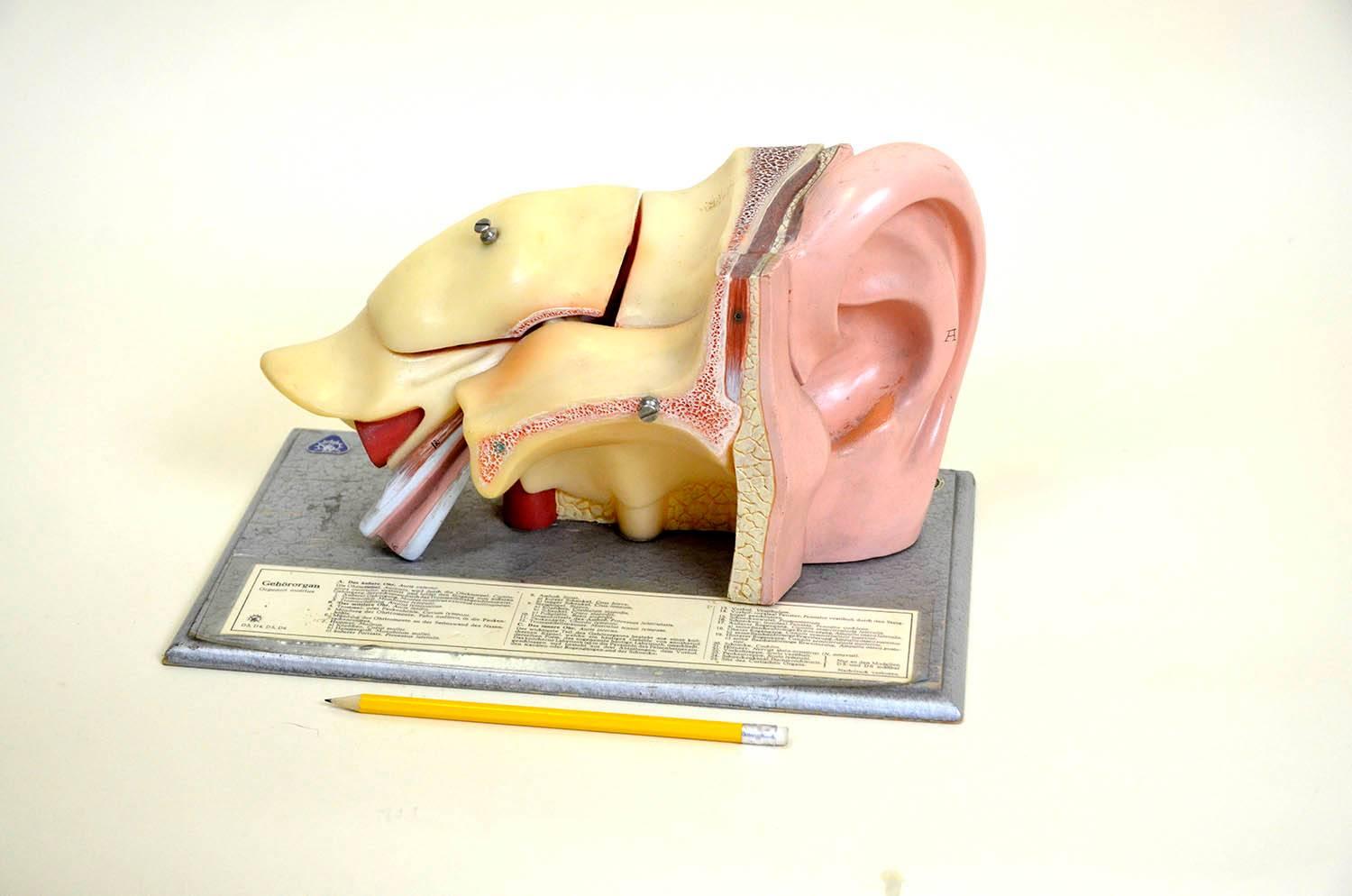 This example of vintage anatomical ear model (Gehörorgan) was realized in the 1960s by Somso-Werkstätten in Sonneberg (Thüringia) In Germany.

The model, realized in plastic, can be dissemble with six detachable parts (the petros portion of the