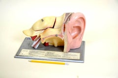 1960s Vintage Anatomical Ear Model in Plastic and Wood from Germany by Somso