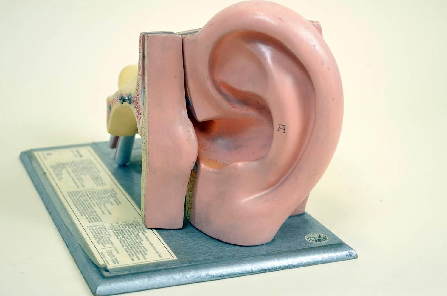 1960s Vintage Anatomical Ear Model in Plastic and Wood from Germany by Somso For Sale 2