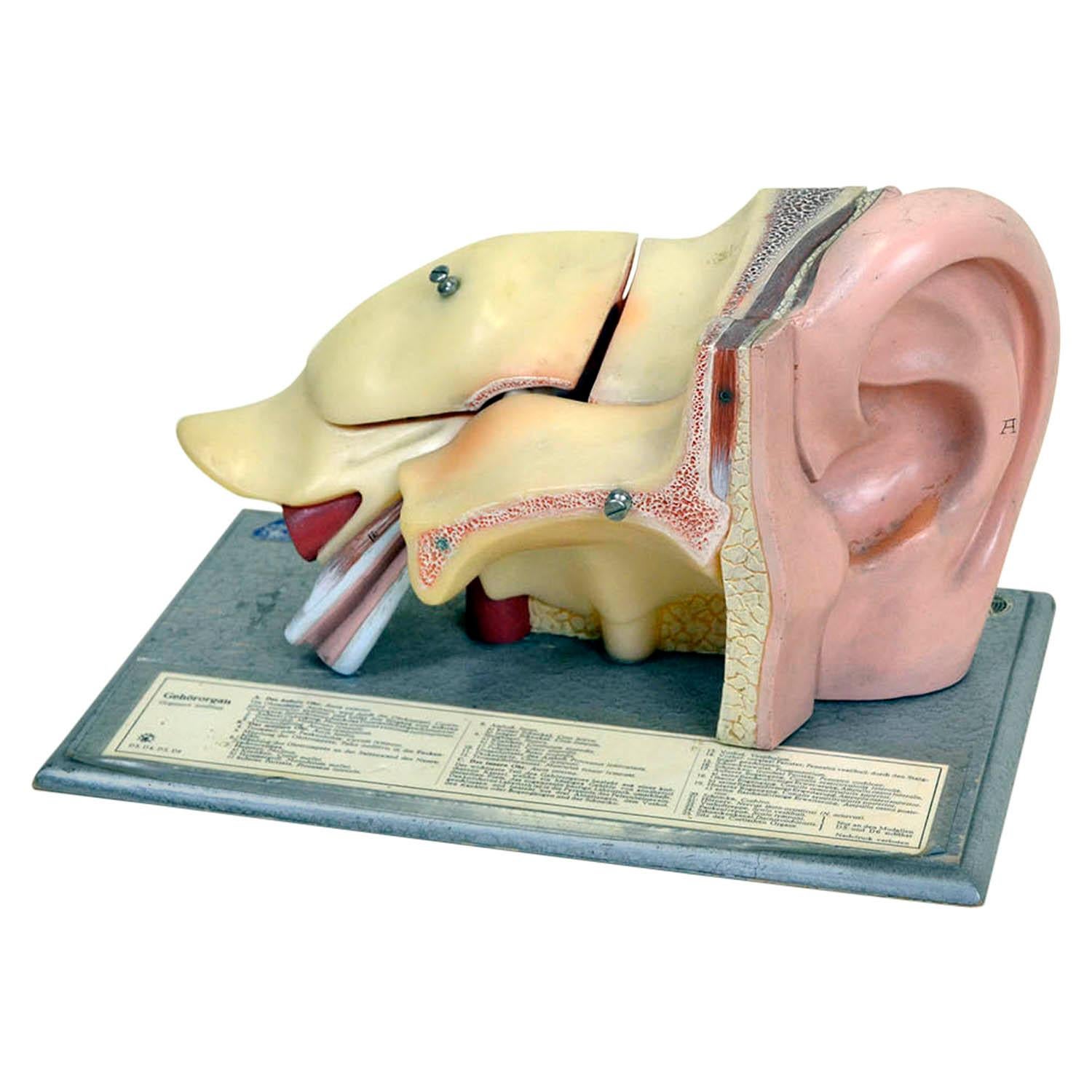 1960s Vintage Anatomical Ear Model in Plastic and Wood from Germany by Somso For Sale