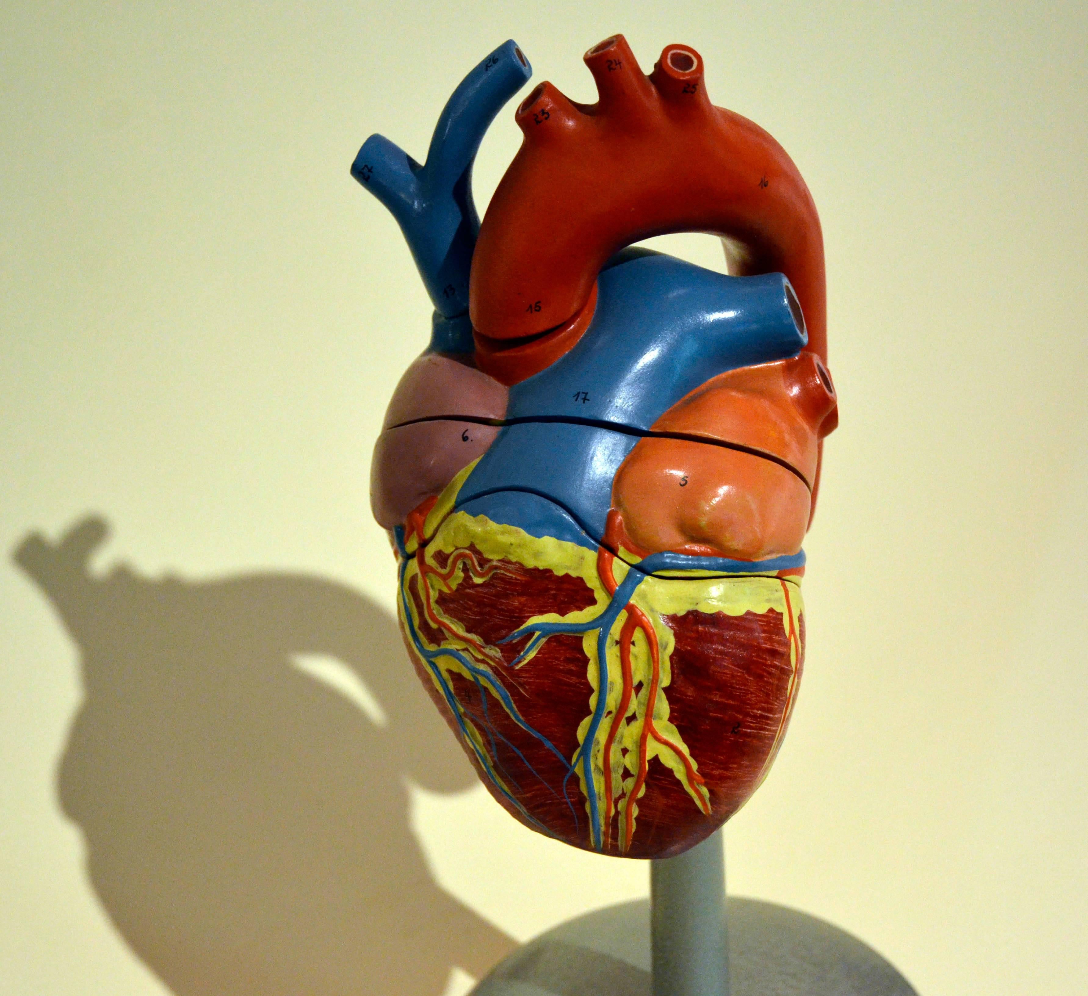 antique anatomical models for sale
