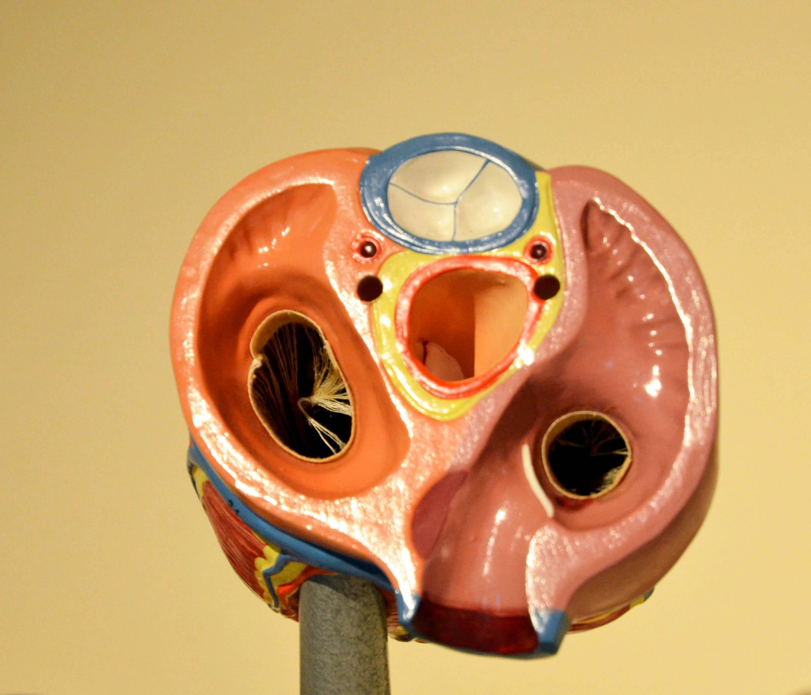 vintage anatomical models