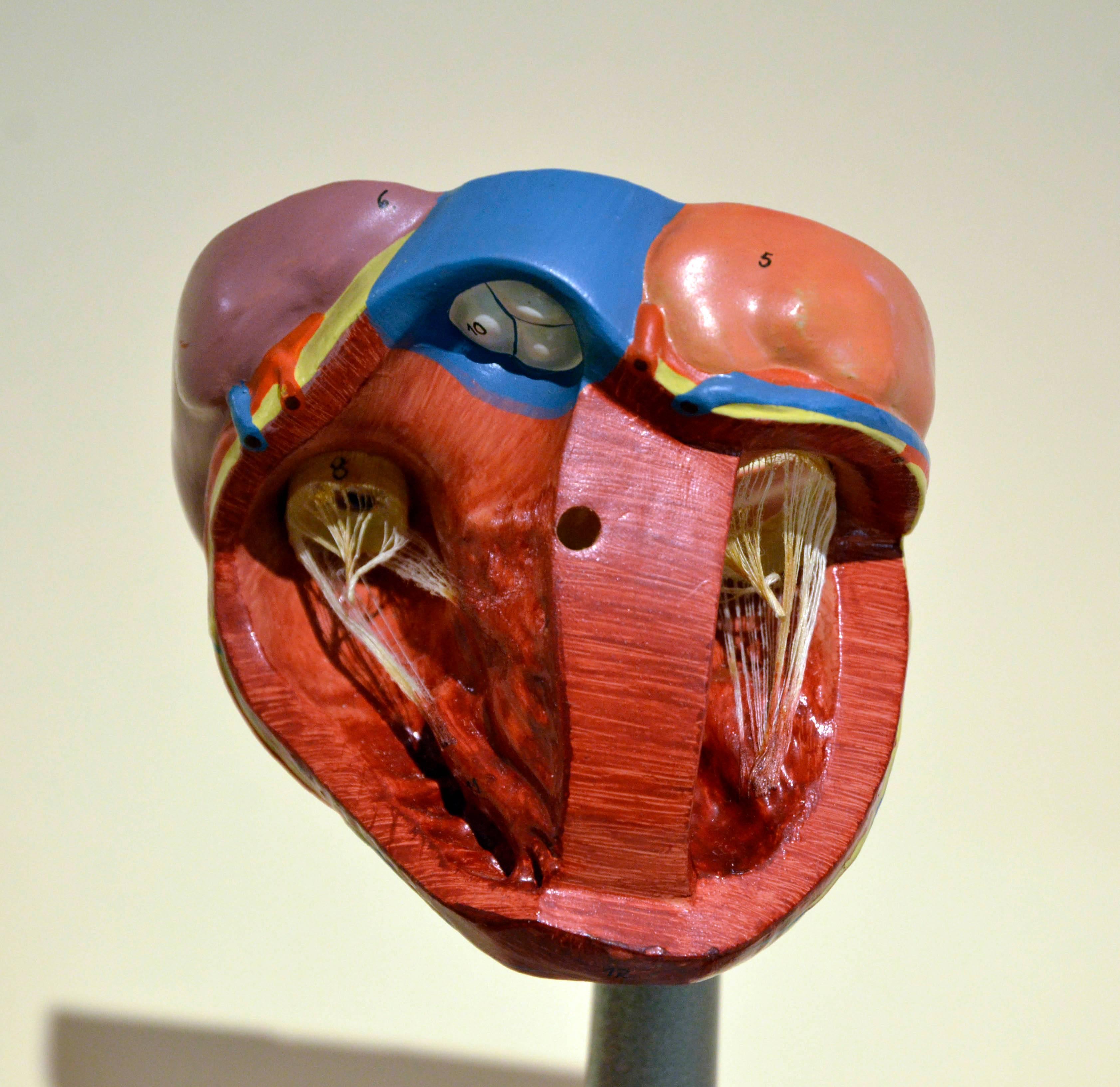 heart model anatomy