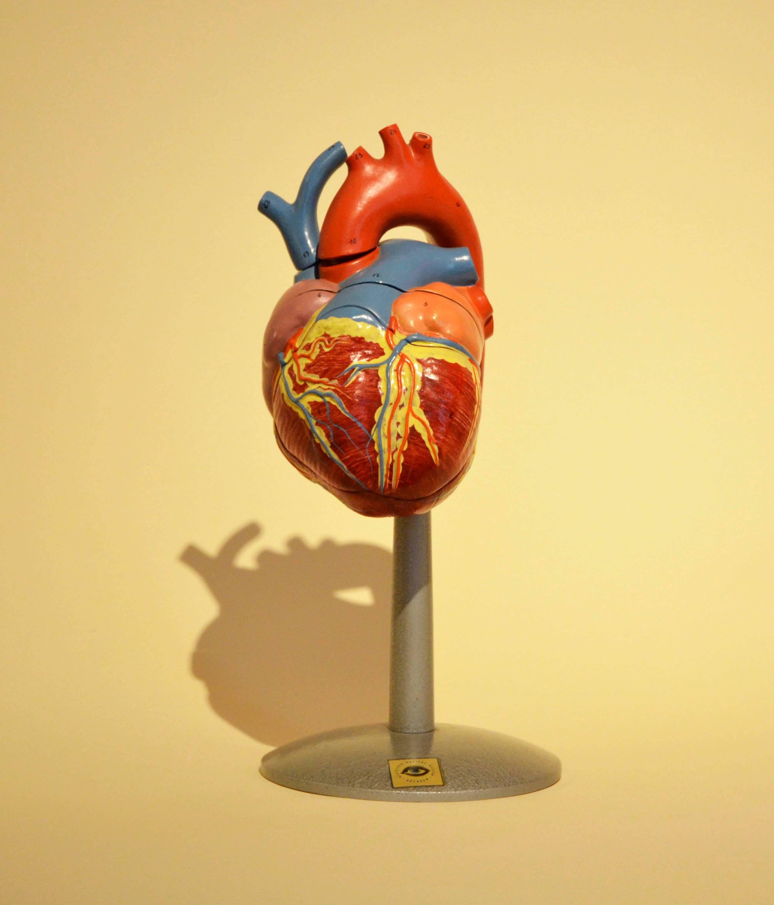 Mid-Century Modern 1960s Vintage Anatomical Heart Model with Five Removable Parts from DDR