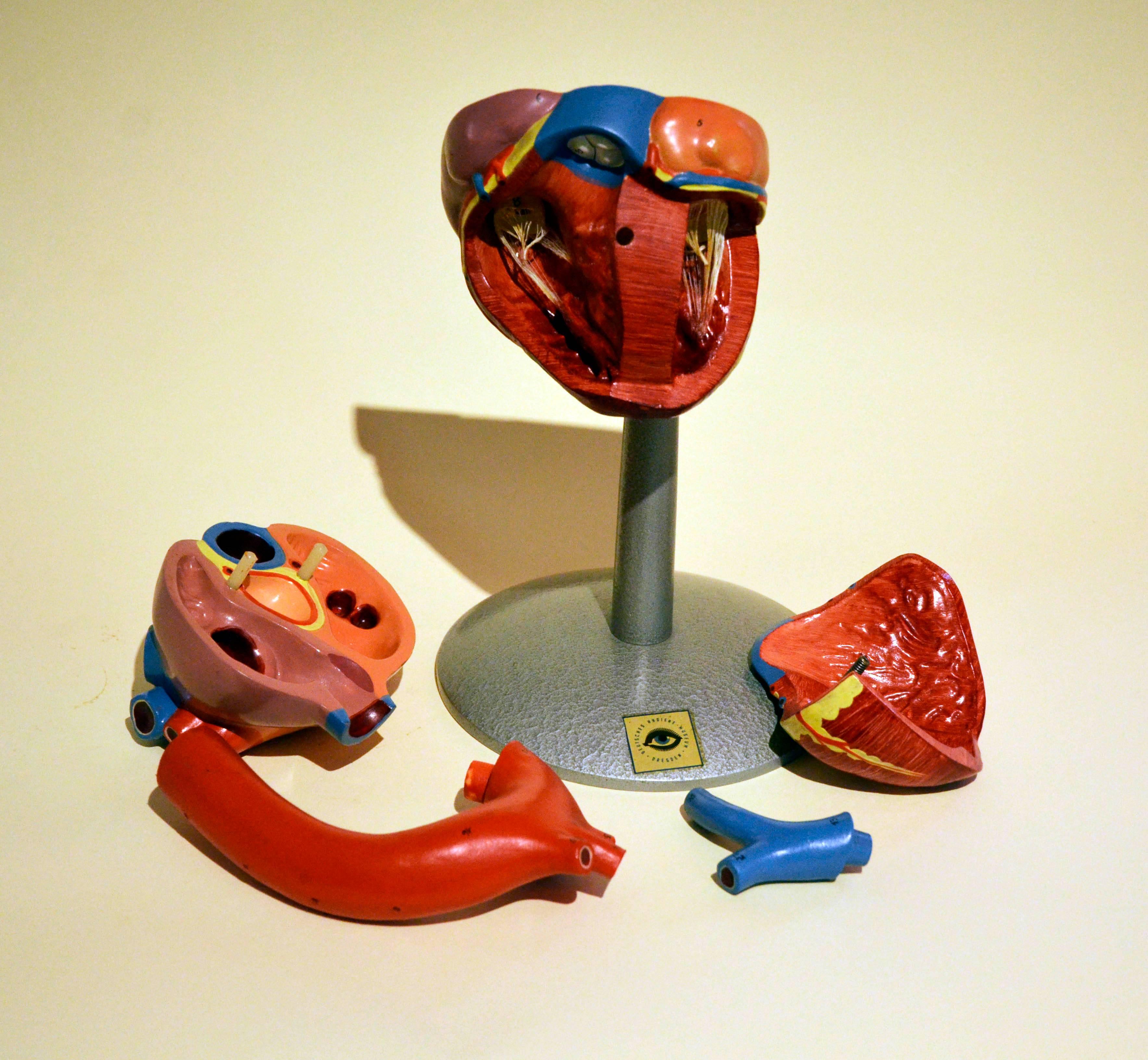 German 1960s Vintage Anatomical Heart Model with Five Removable Parts from DDR