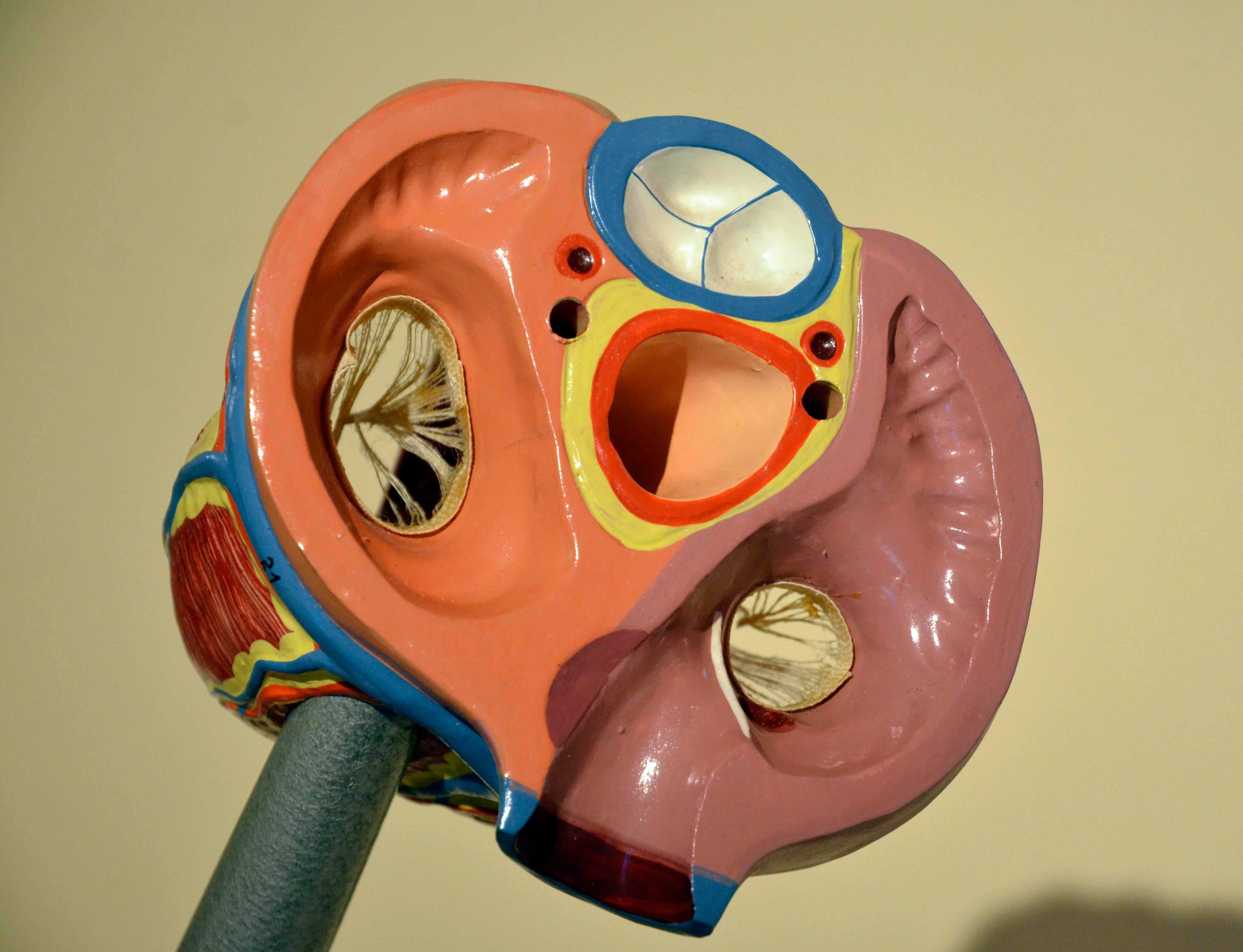 1960s Vintage Anatomical Heart Model with Five Removable Parts from DDR In Good Condition In Milan, IT