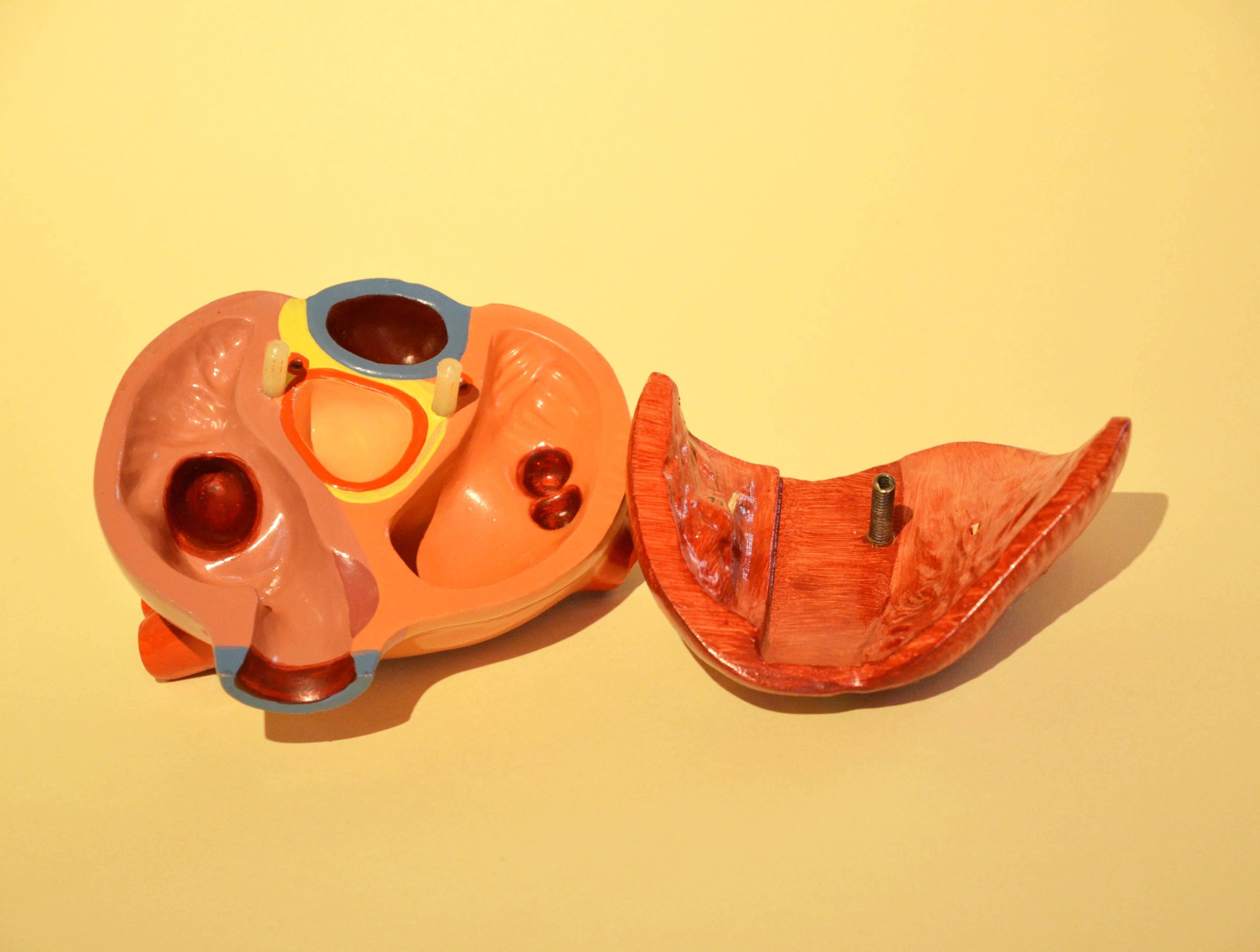 Mid-20th Century 1960s Vintage Anatomical Heart Model with Five Removable Parts from DDR