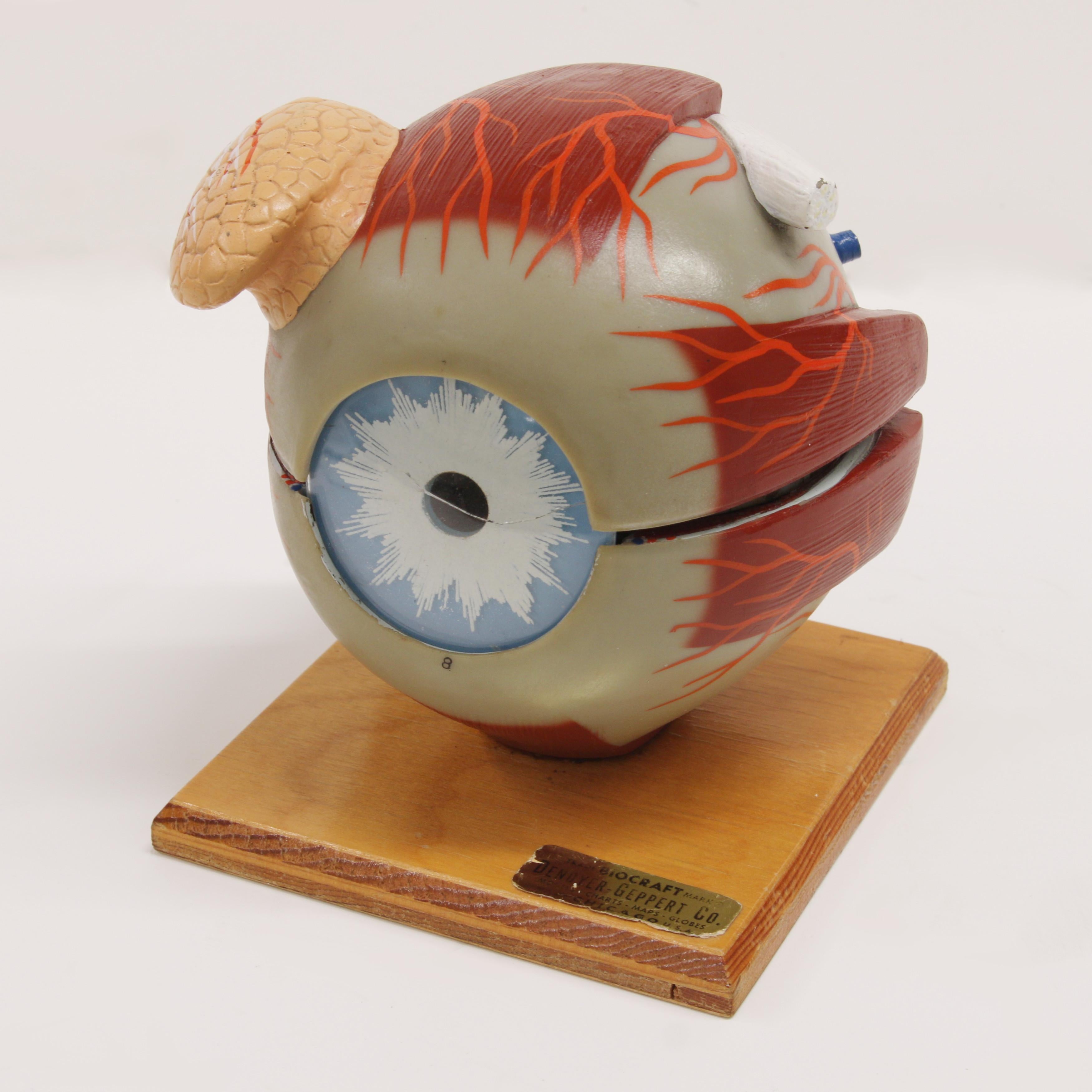 1960's Vintage Scientific Biocraft Human 3D Eyeball Model by Denoyer-Geppert of Chicago, Illinois. Hand-painted with wonderful original patina!